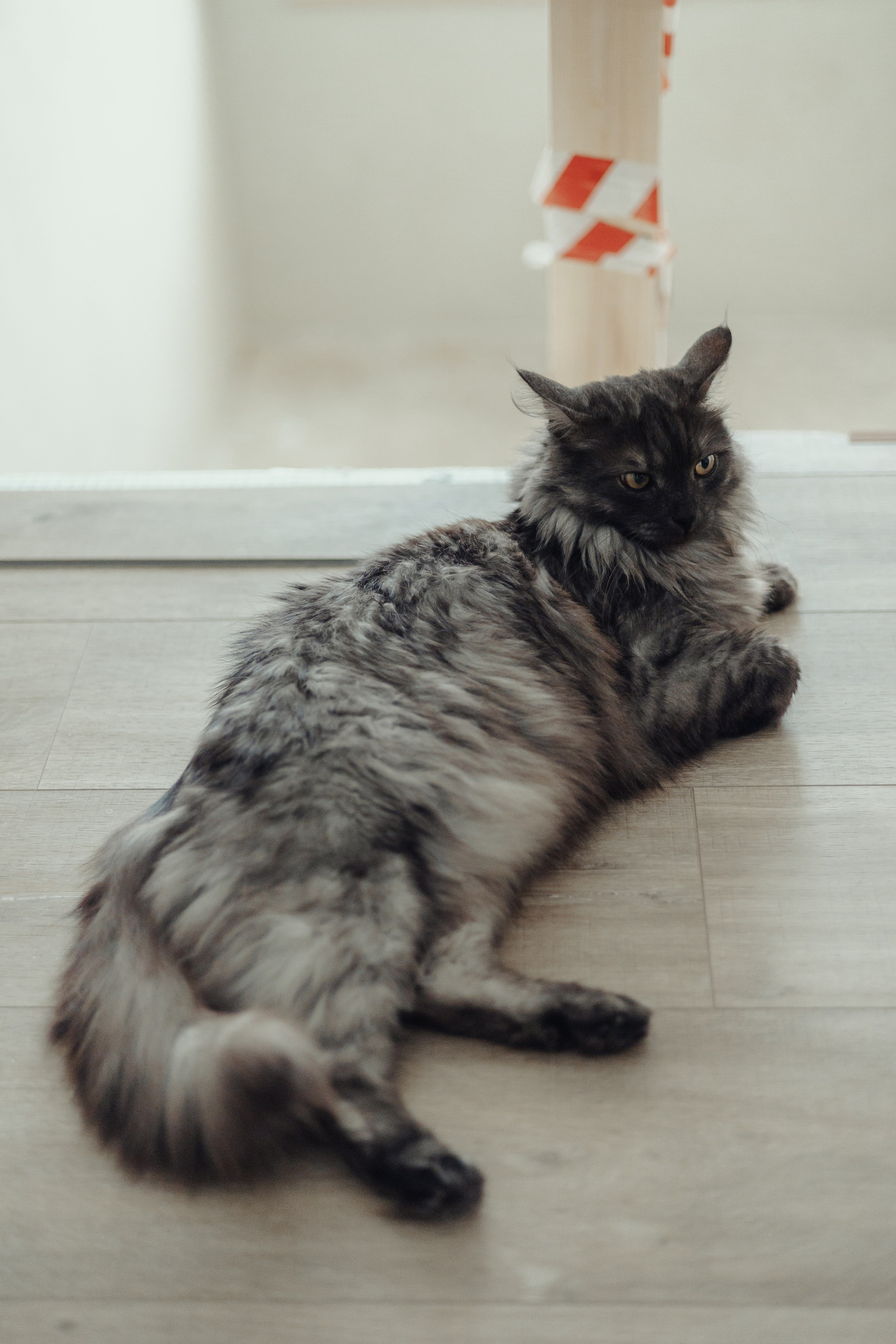 Алина, Илья и их хвосты. Фотограф Анималист Екатерина Справцева в Нижнем Новгороде