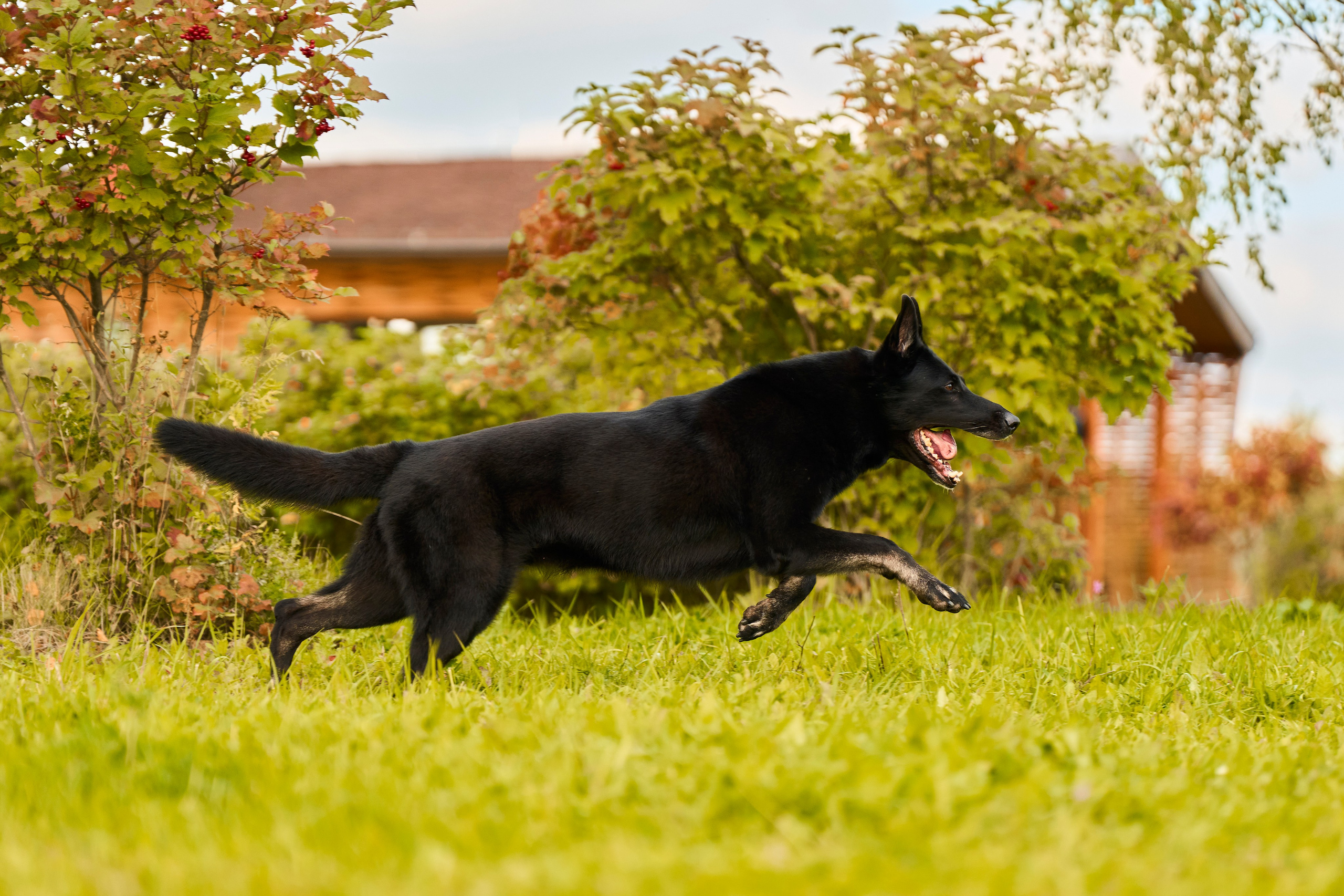 Фотосессия ваших питомцев. Женский и свадебный фотограф в Москве Елена Тараскина