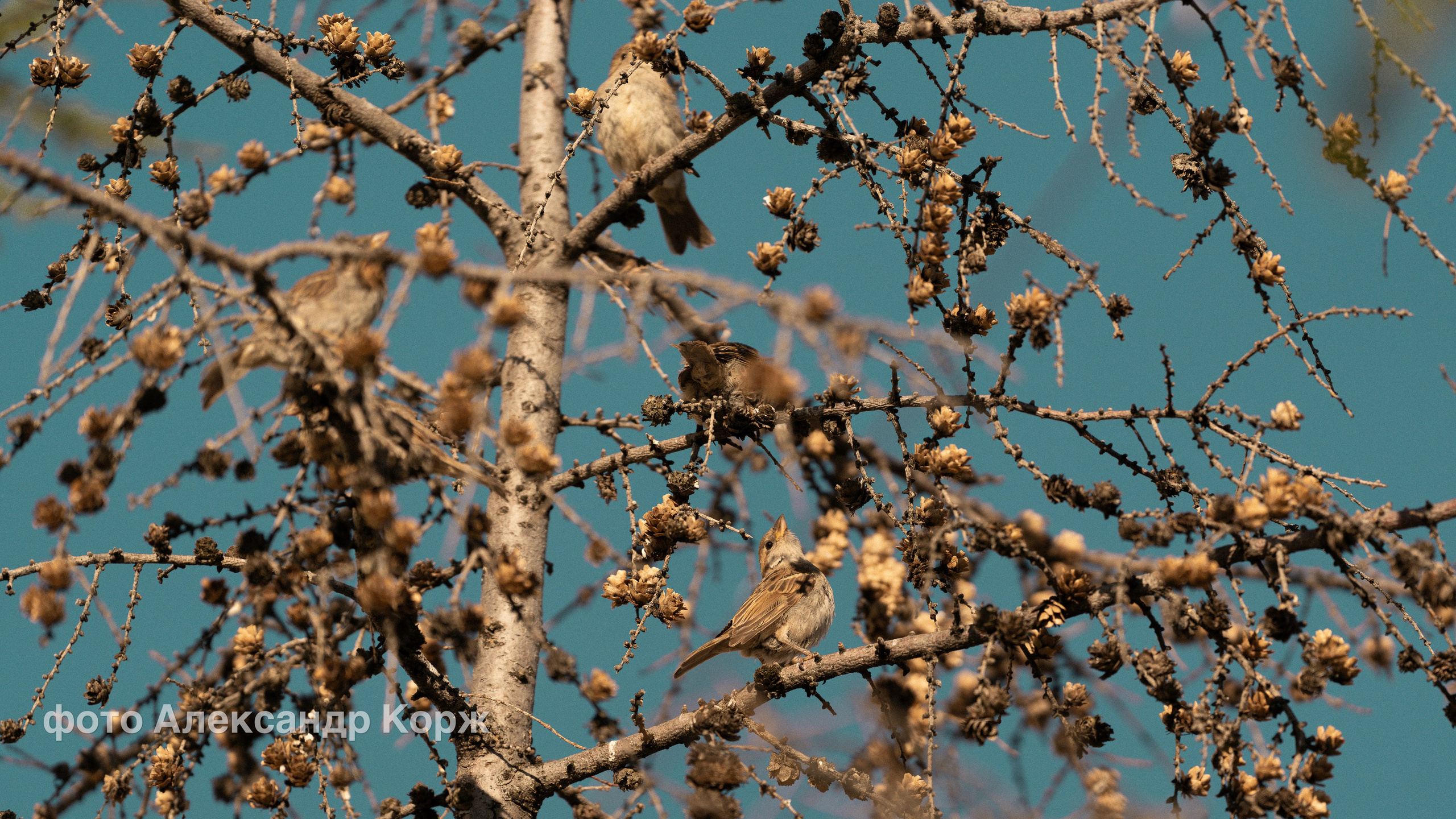 Животные. Фотографии и видеосъемка, Айхал, Удачный, Якутия. Фотографии Айхал