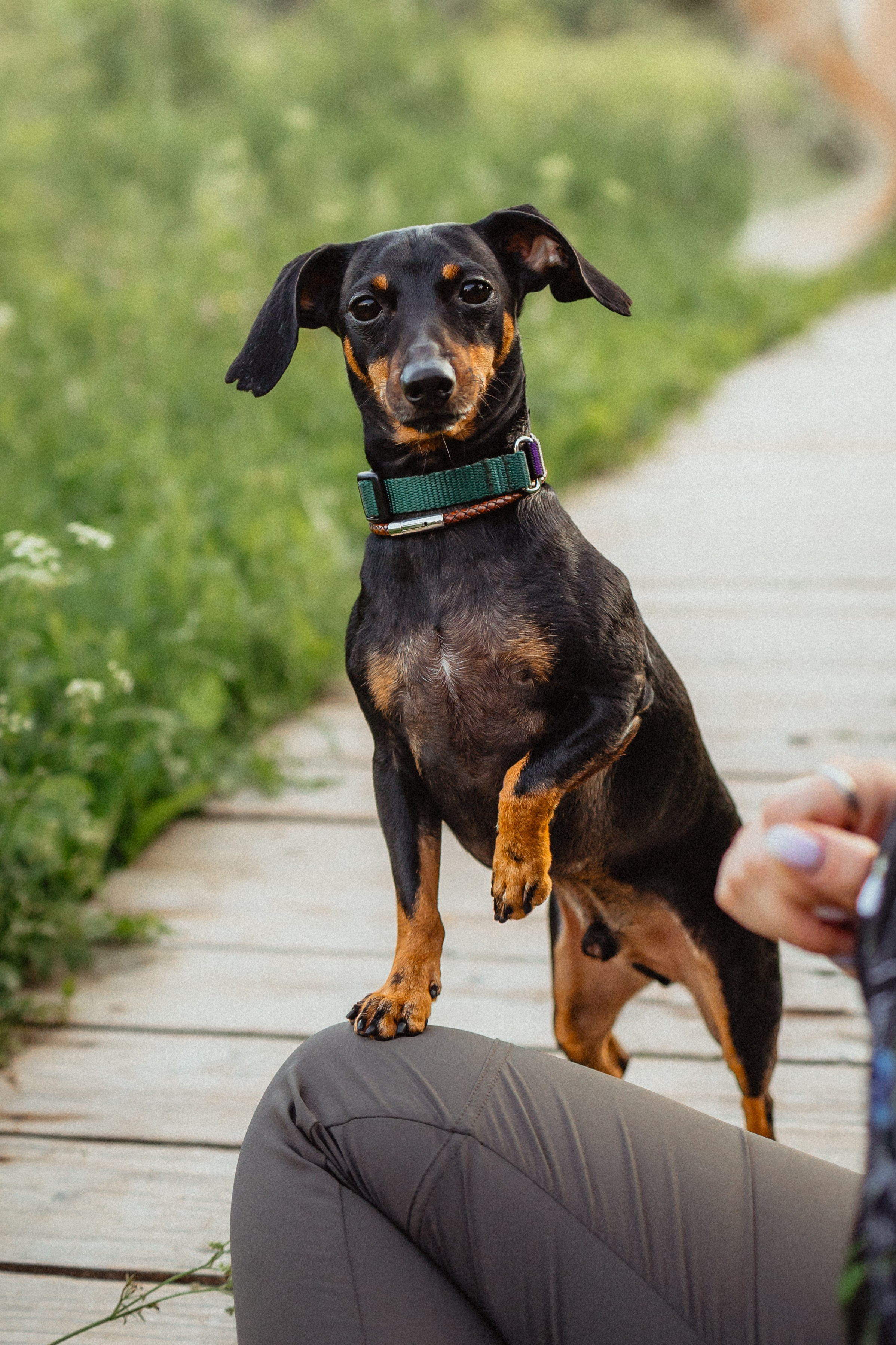 Выездной дог-тренинг от школы «Шерсть имею»