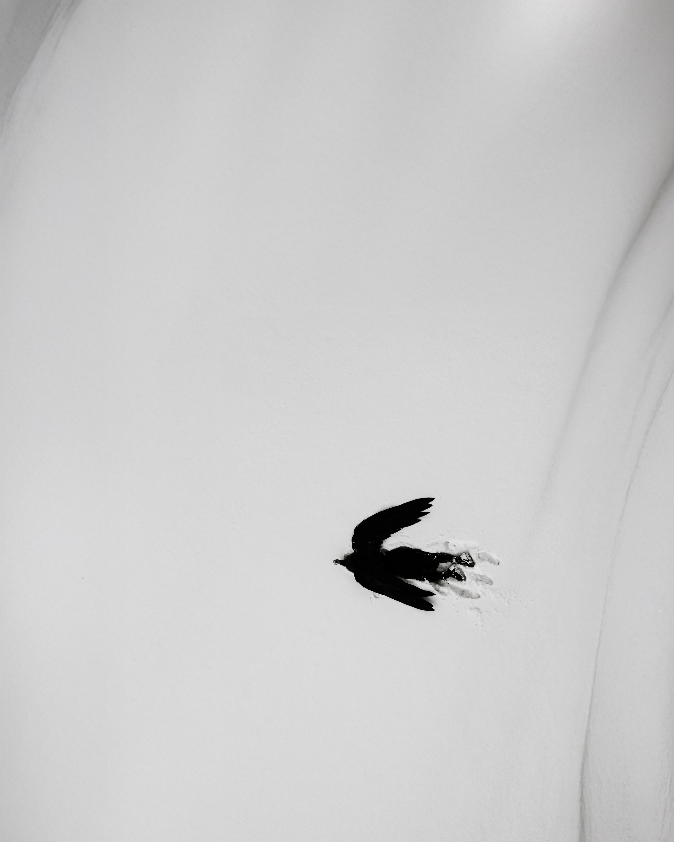 Феникс. Екатерина Пашкова, фотограф, видеограф в Томске