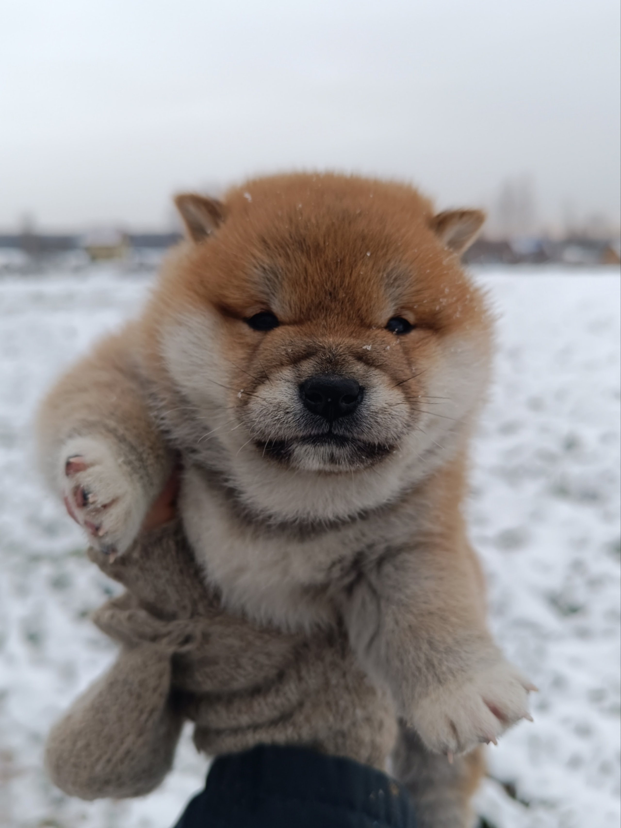 сиба питомник Рубилайт щенки на продажу rubylight  сиба щенки купить СПб Санкт-Петербург 