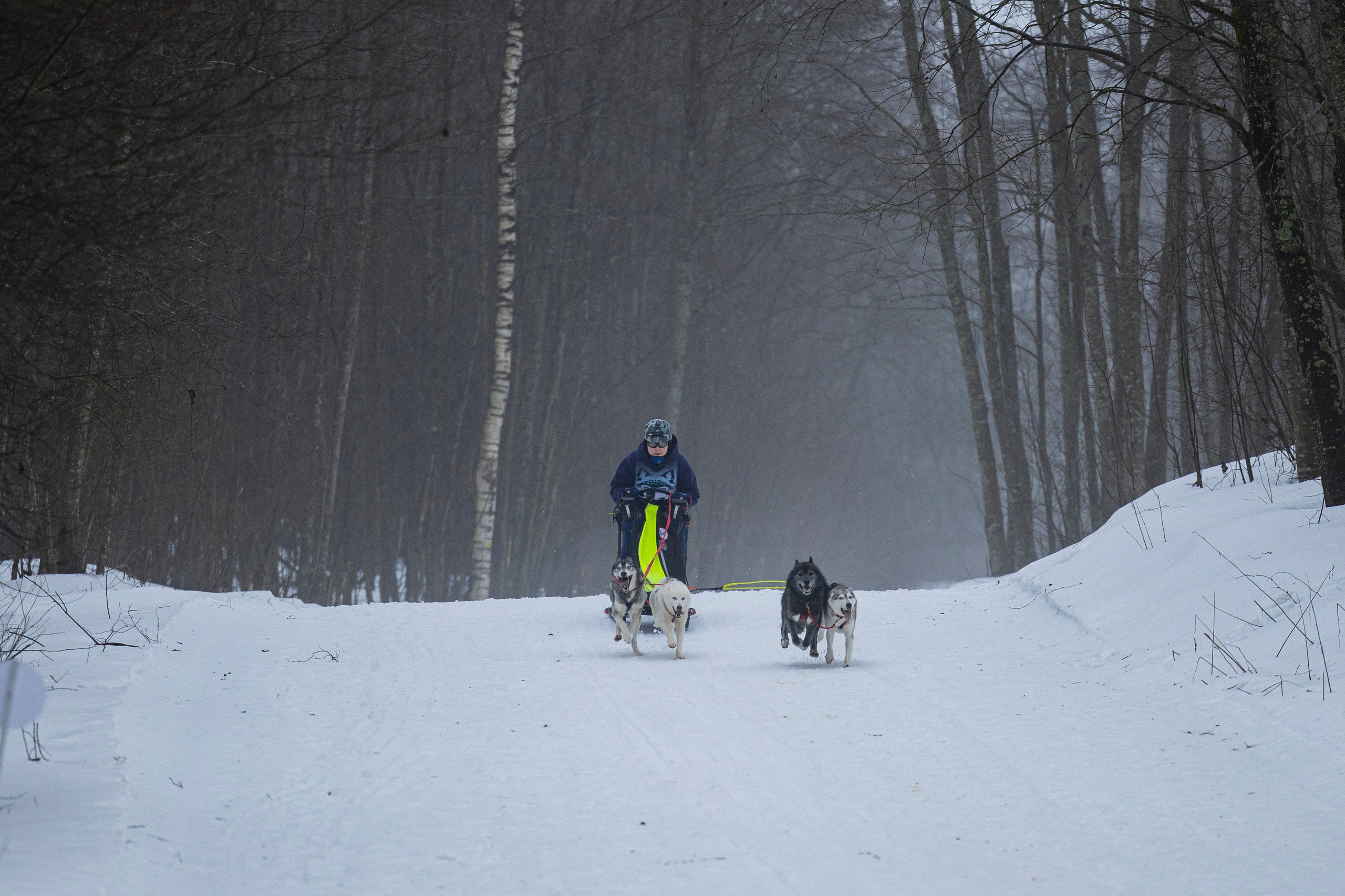 Зимний Чемпионат Санкт-Петербурга по ездовому спорту. Фотограф-анималист Анна Маринич