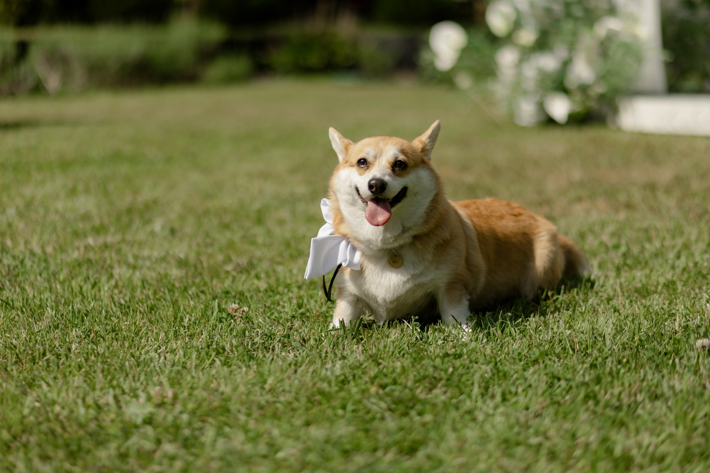 Свадьба пес и котики. Dima Lemeshevsky
