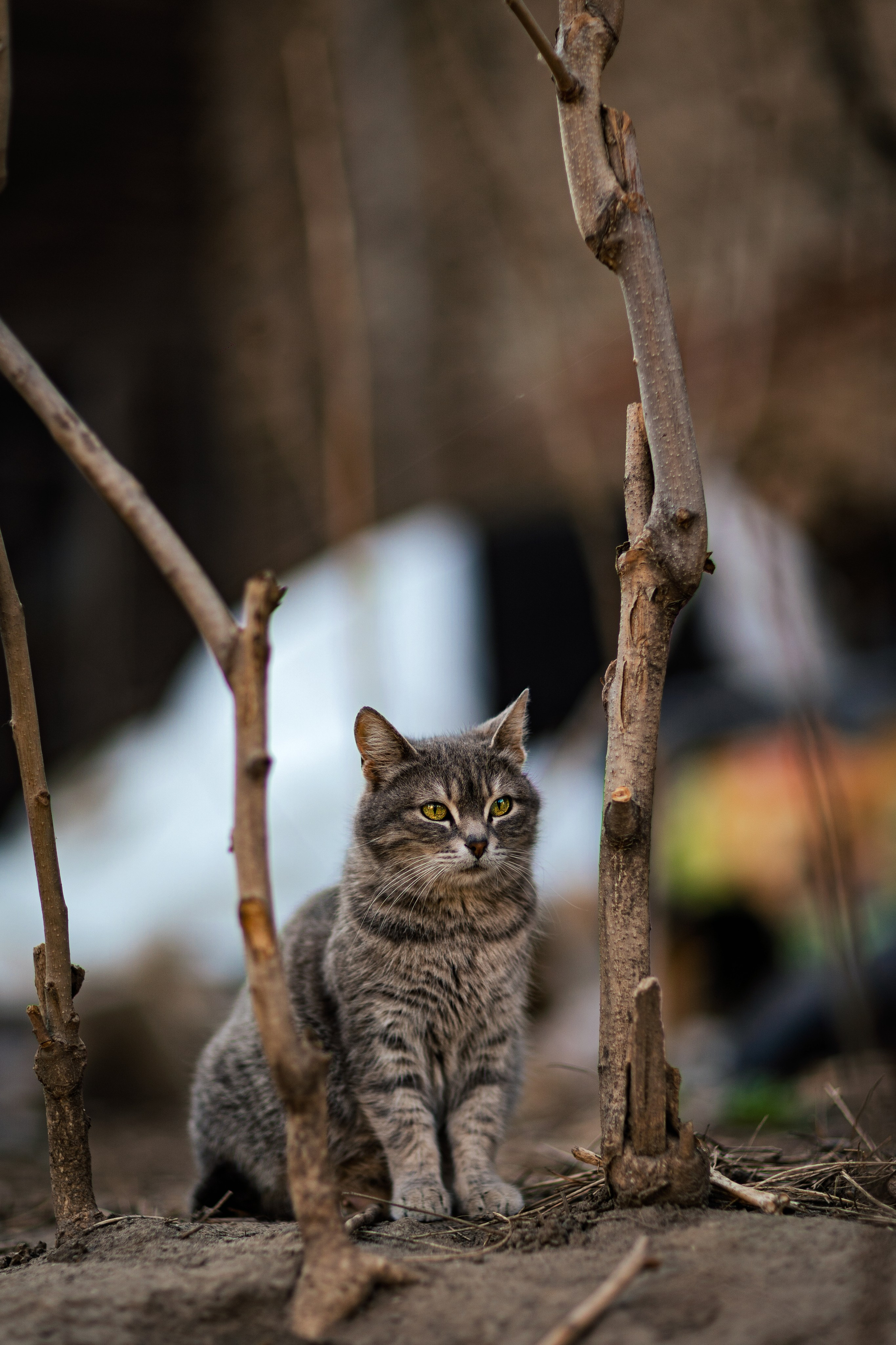 Животные. Фотограф в Ростове-на-Дону Ника Обида