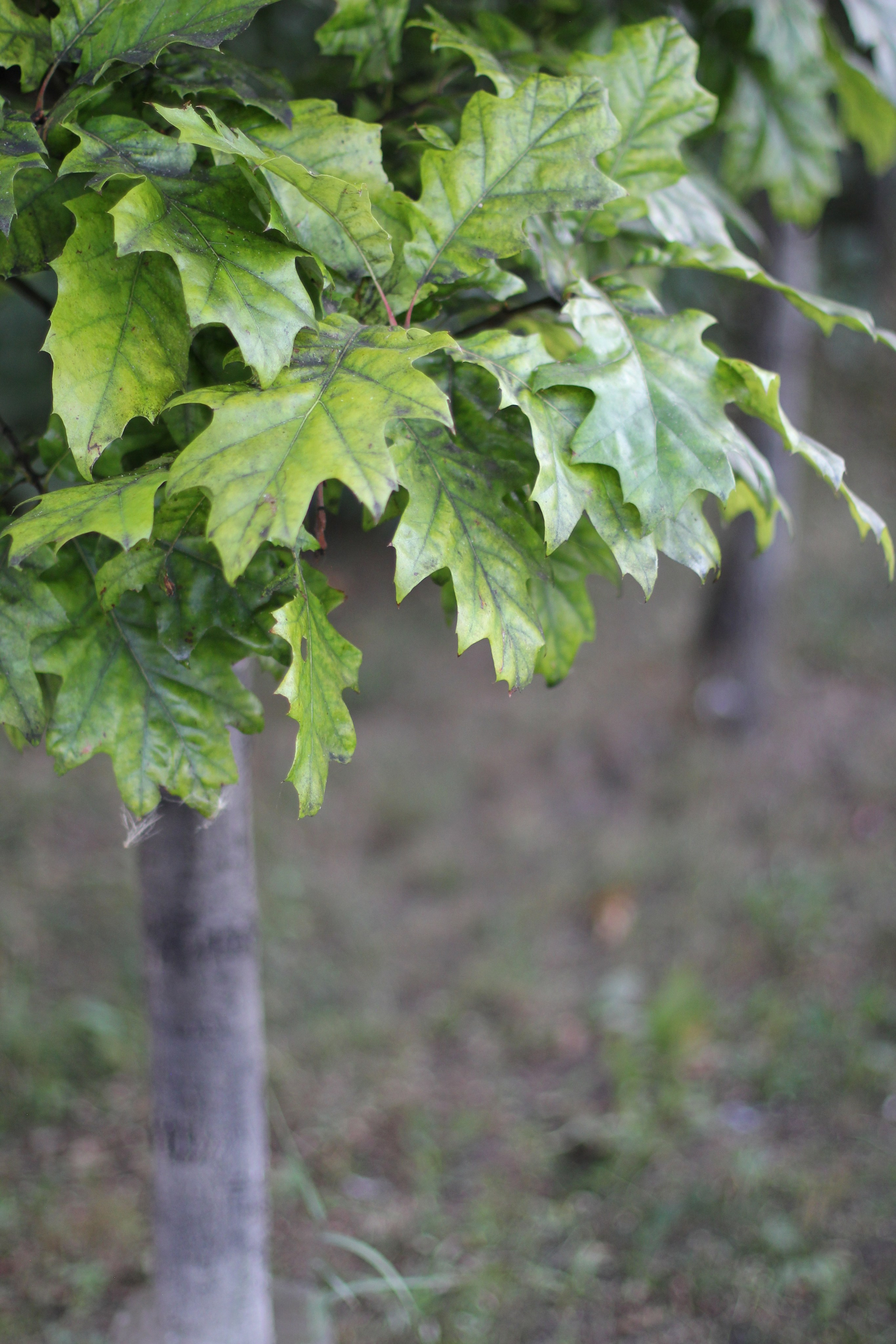 Арахнофобия. Собор Отрасли