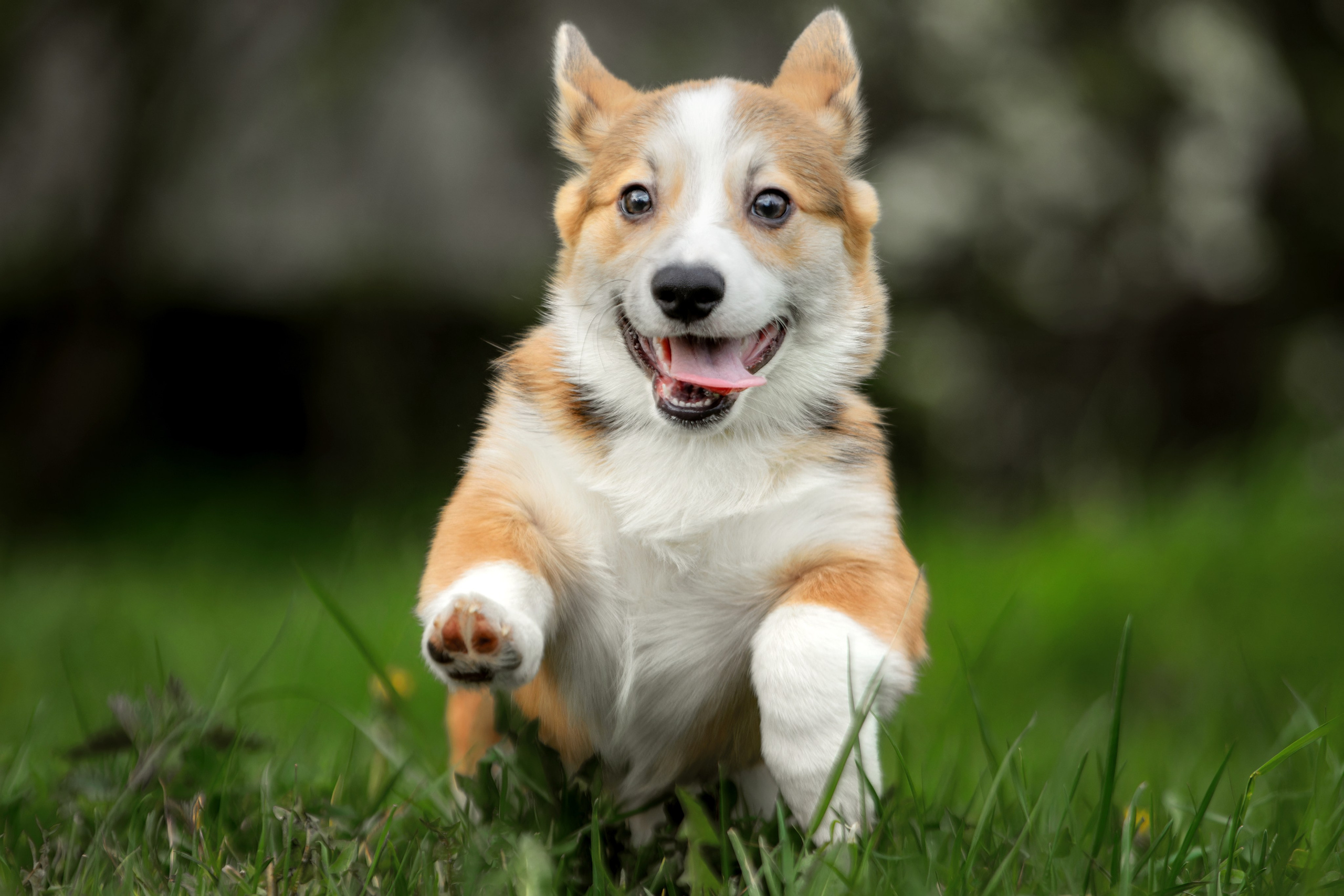 Фотограф-анималист Юлия Зубкова