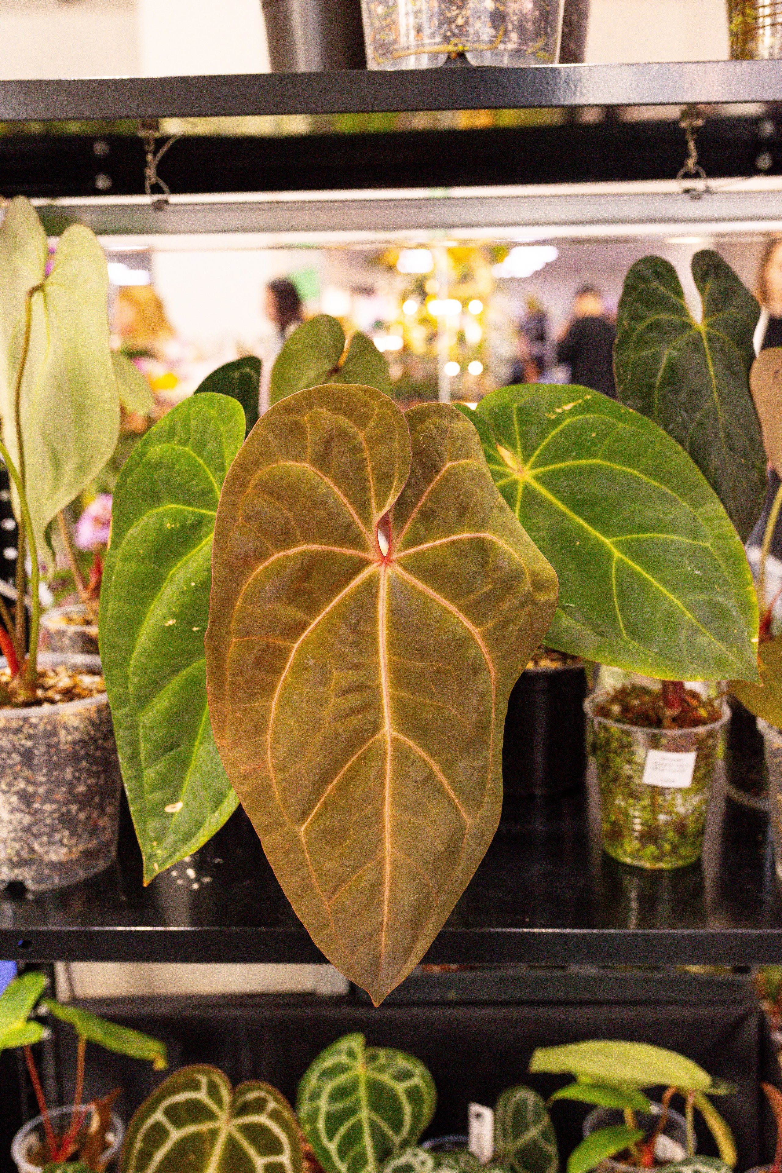 Орхидиум сентябрь 2025. Александра Куликова фотограф, Москва