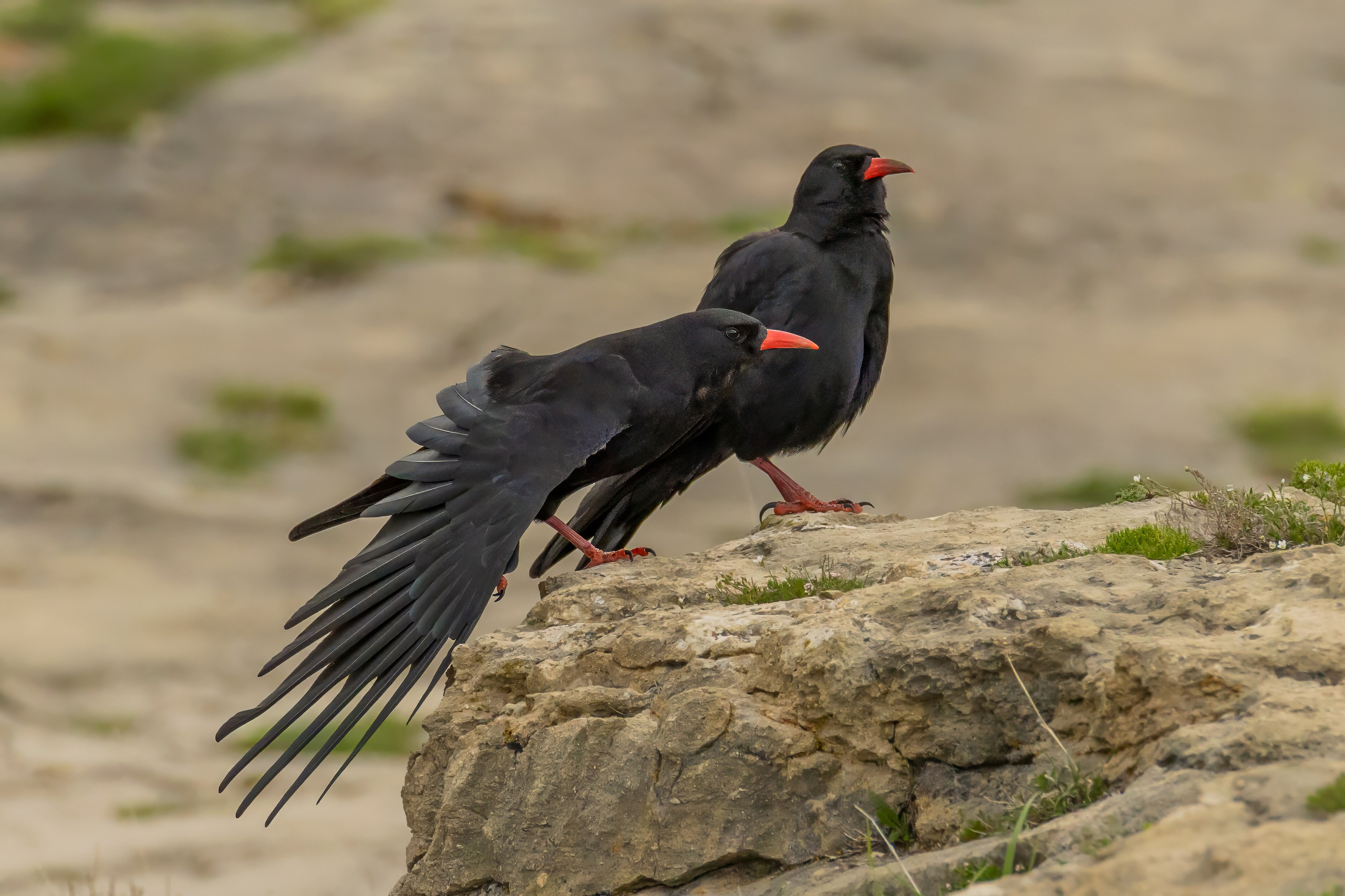 Клушица. Photomantis