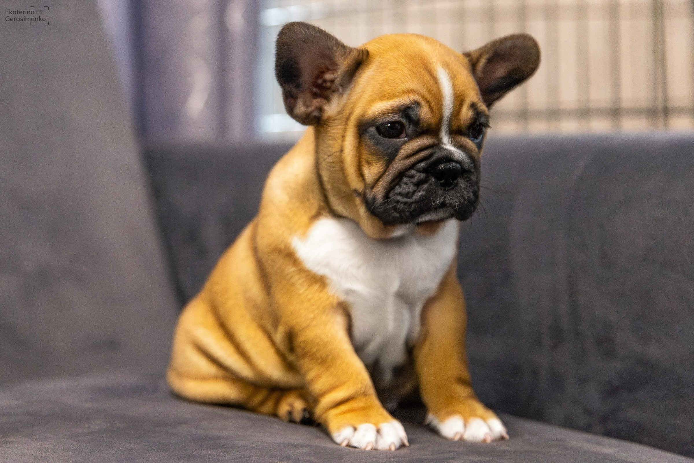 Щенки французского бульдога. Htykk_photo