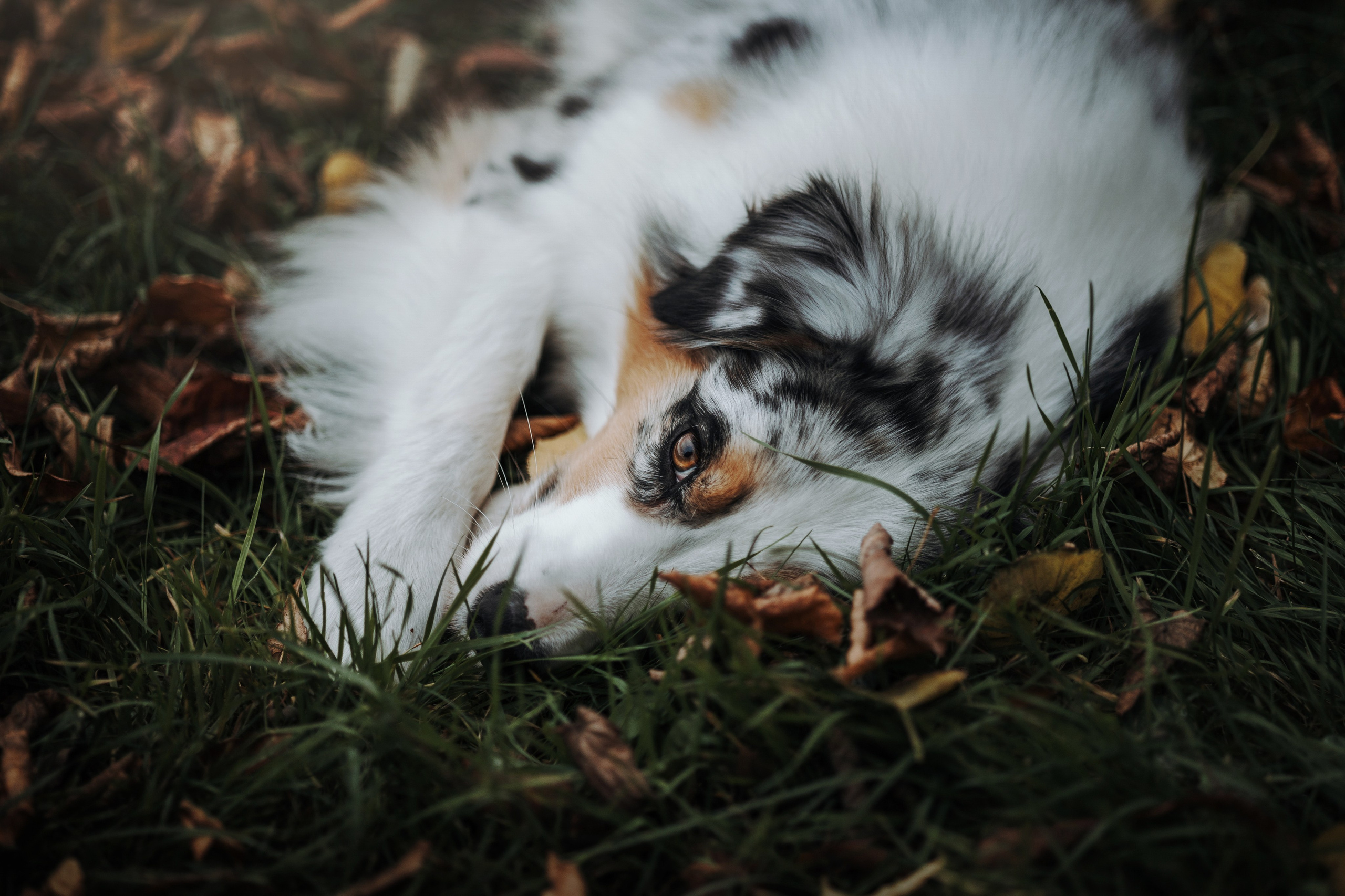 Ирина и Кайса. Фотограф — Анималист | Санкт-Петербург