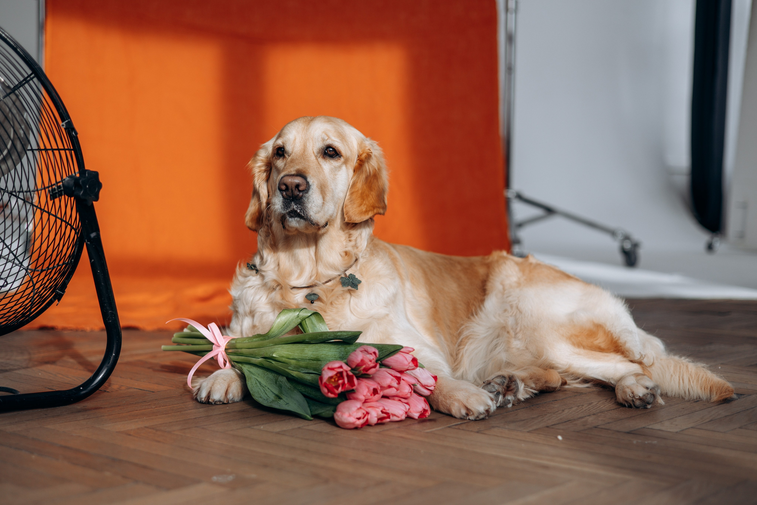 Марина и Чили. Фотограф — Анималист | Санкт-Петербург