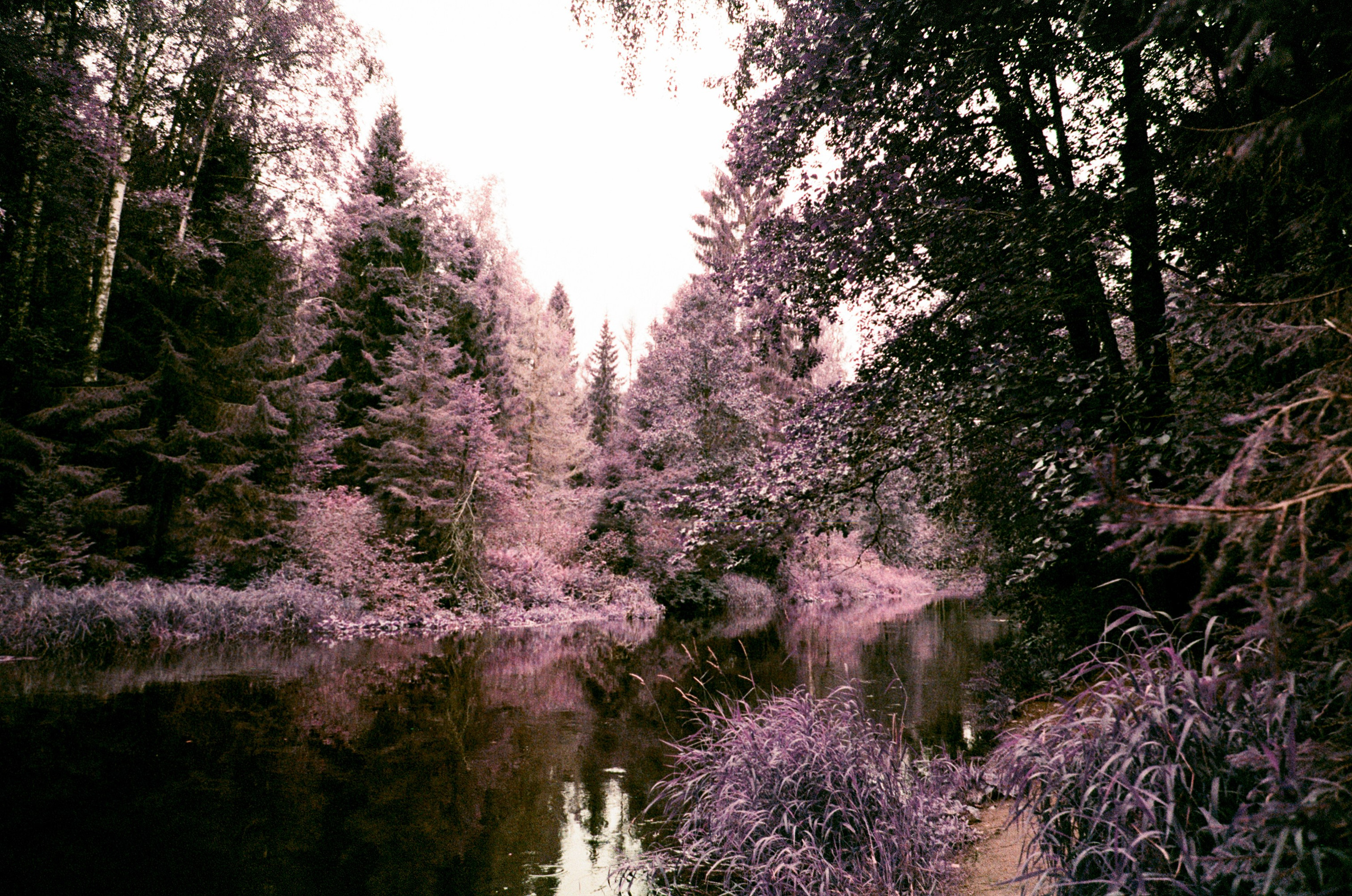 Lomochrome Purple. Варвара Цымбал