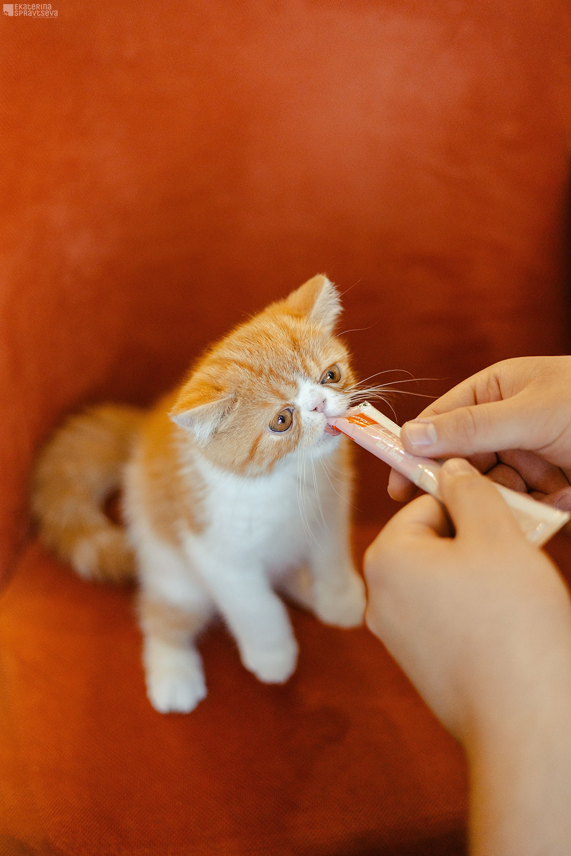 Малыш Уникум, Лиза и Миша. Фотограф Анималист Екатерина Справцева в Нижнем Новгороде