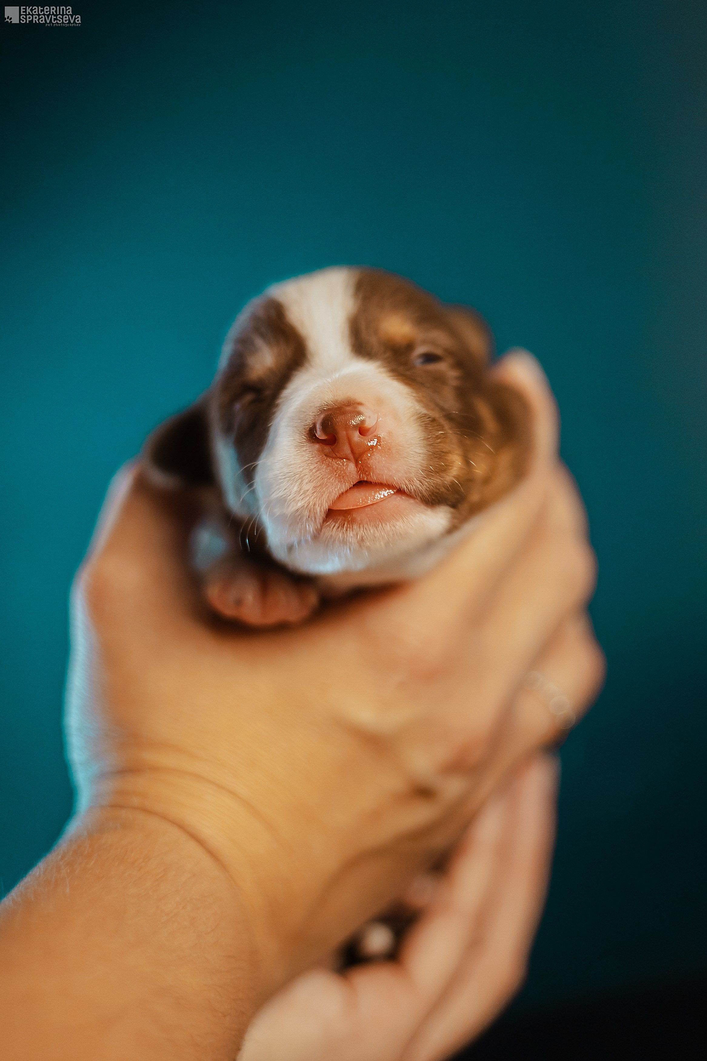 Екатерина Справцева фотограф анималист - портфолио фото. Фотограф Анималист Екатерина Справцева в Нижнем Новгороде