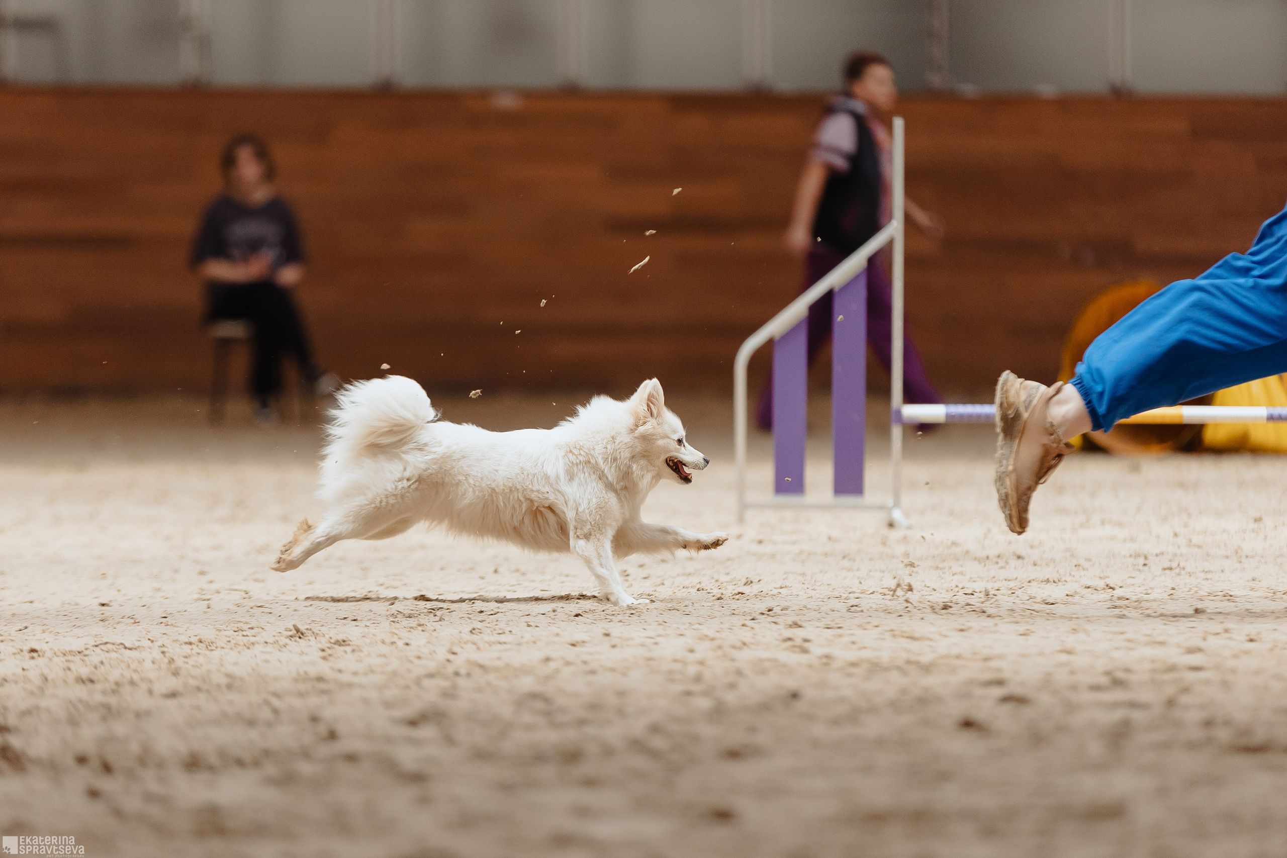 ЧРКФ Аджилити в Максима. Фотограф Анималист Екатерина Справцева в Нижнем Новгороде