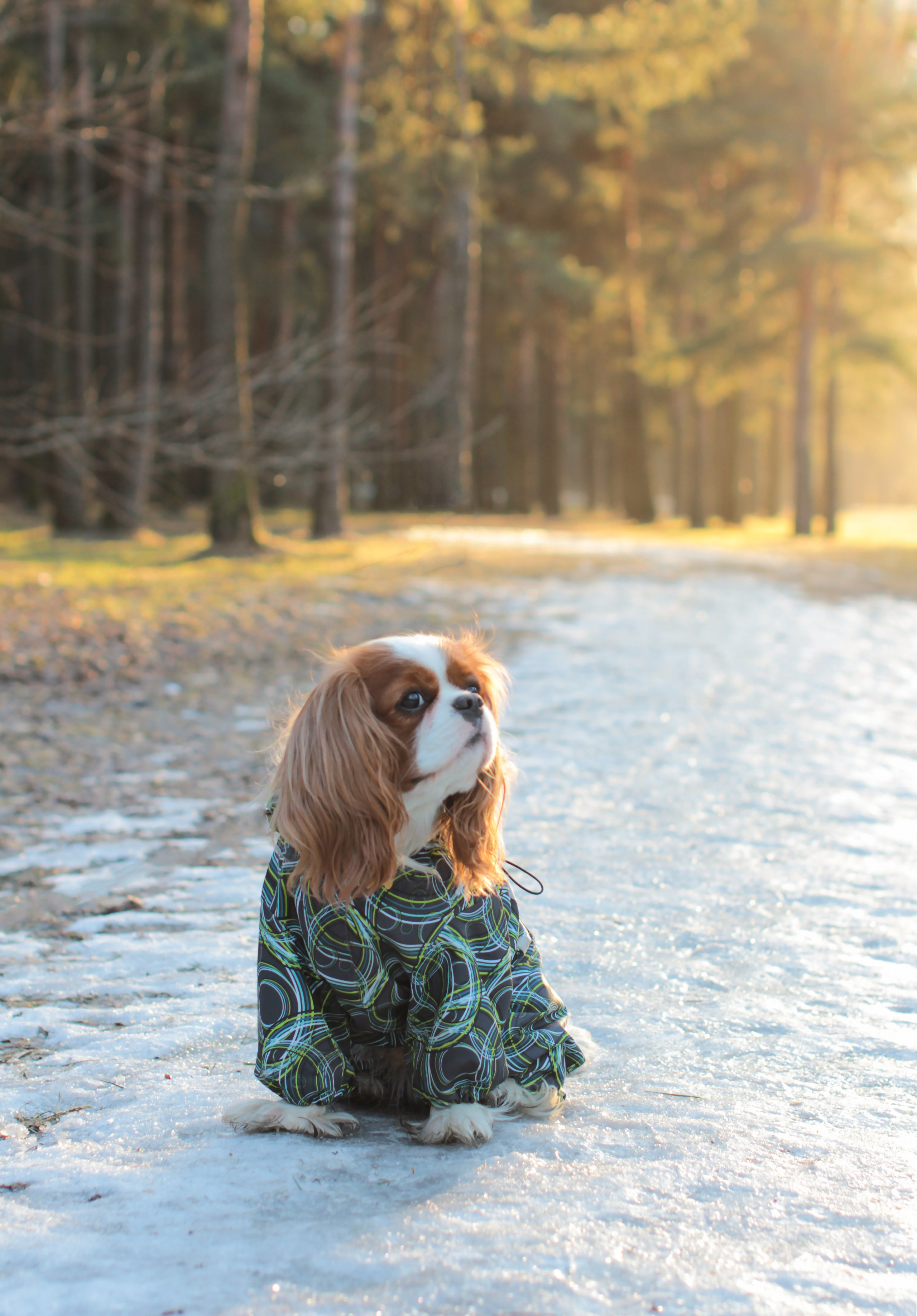 Животные. Детский и семейный фотограф в Санкт-Петербуре