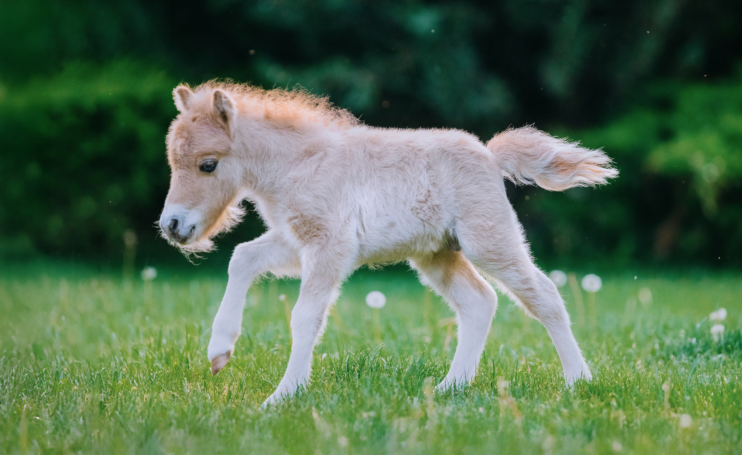 В движении. Фотограф-анималист Ксендзова Кристина