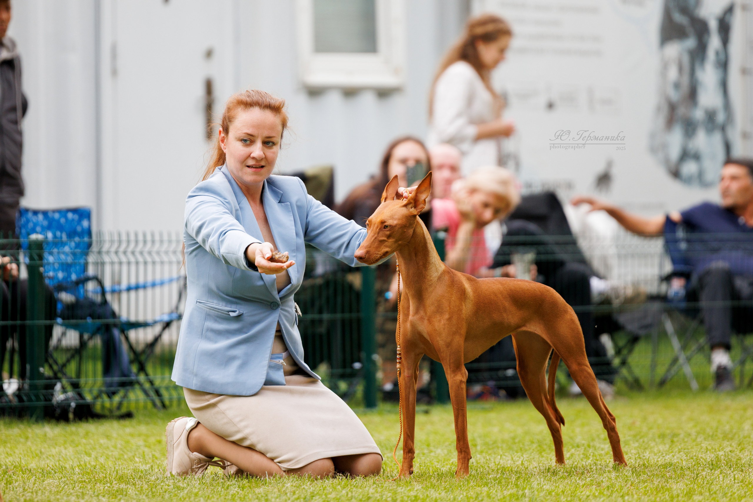 Бишкек 3х CACIB 26-28.09.2025. Фотограф-анималист Юлия Германика