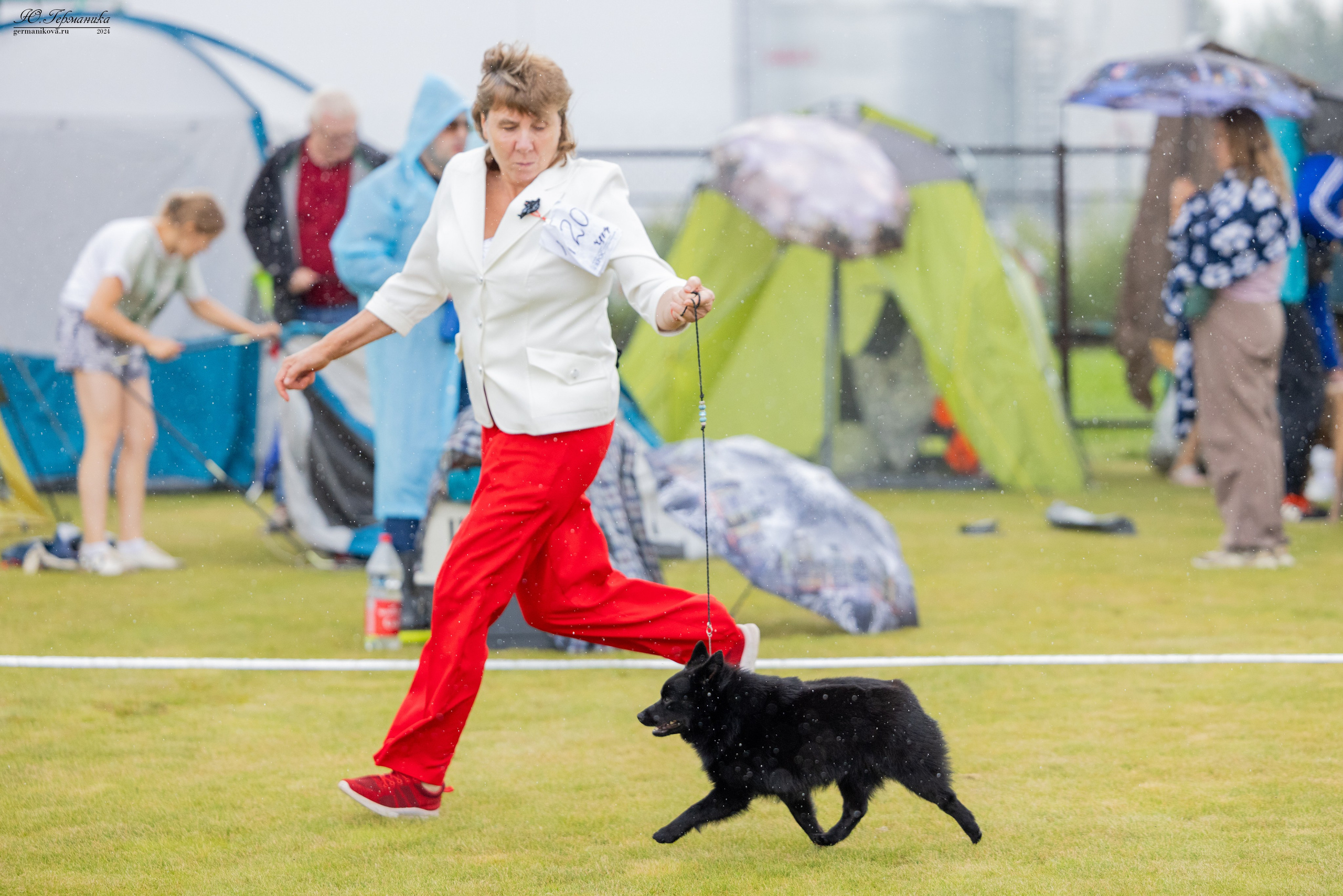 Ярославль 21.07.24 и Балашиха 13.07.24. Фотограф-анималист Юлия Германика