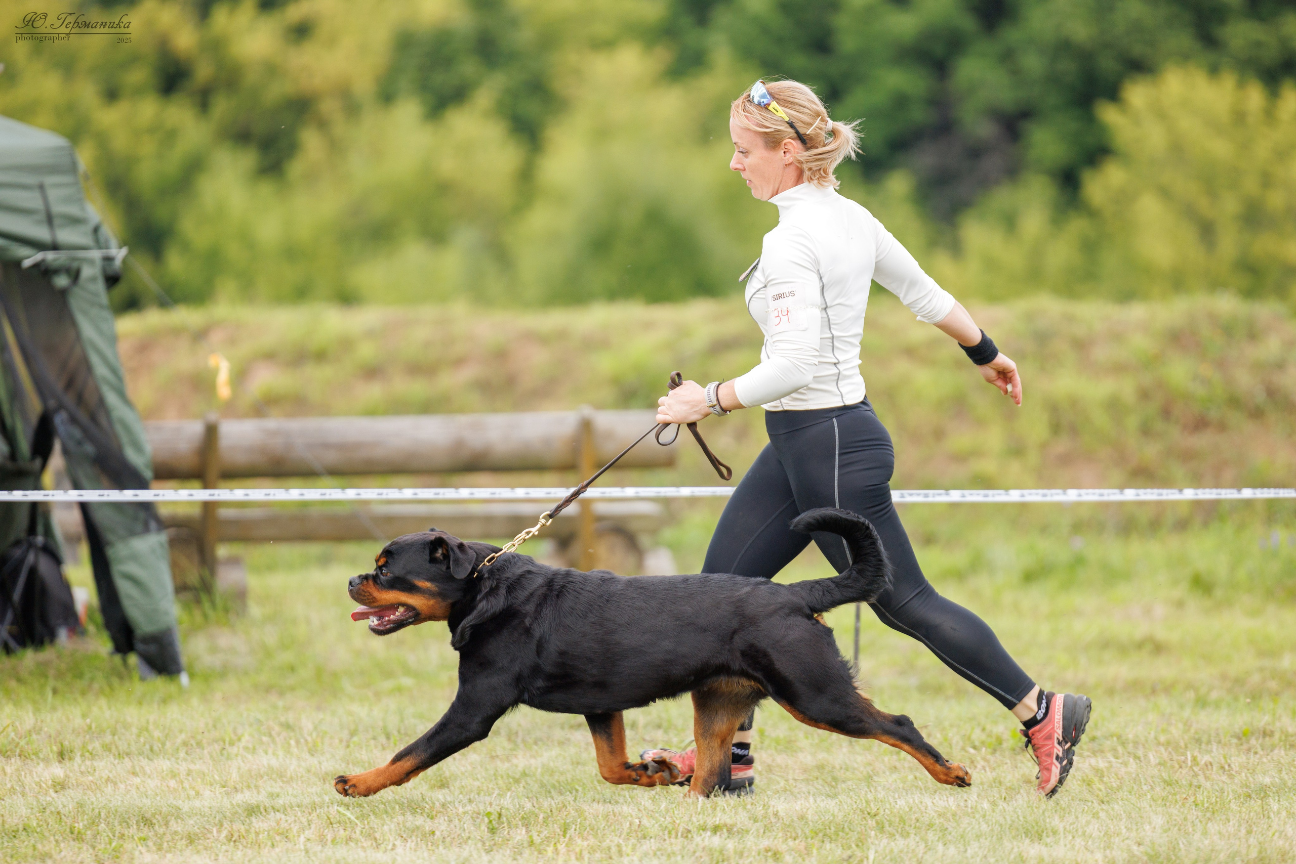 Рязань 2хмоно ротвейлеры 16-17.08.2025. Фотограф-анималист Юлия Германика