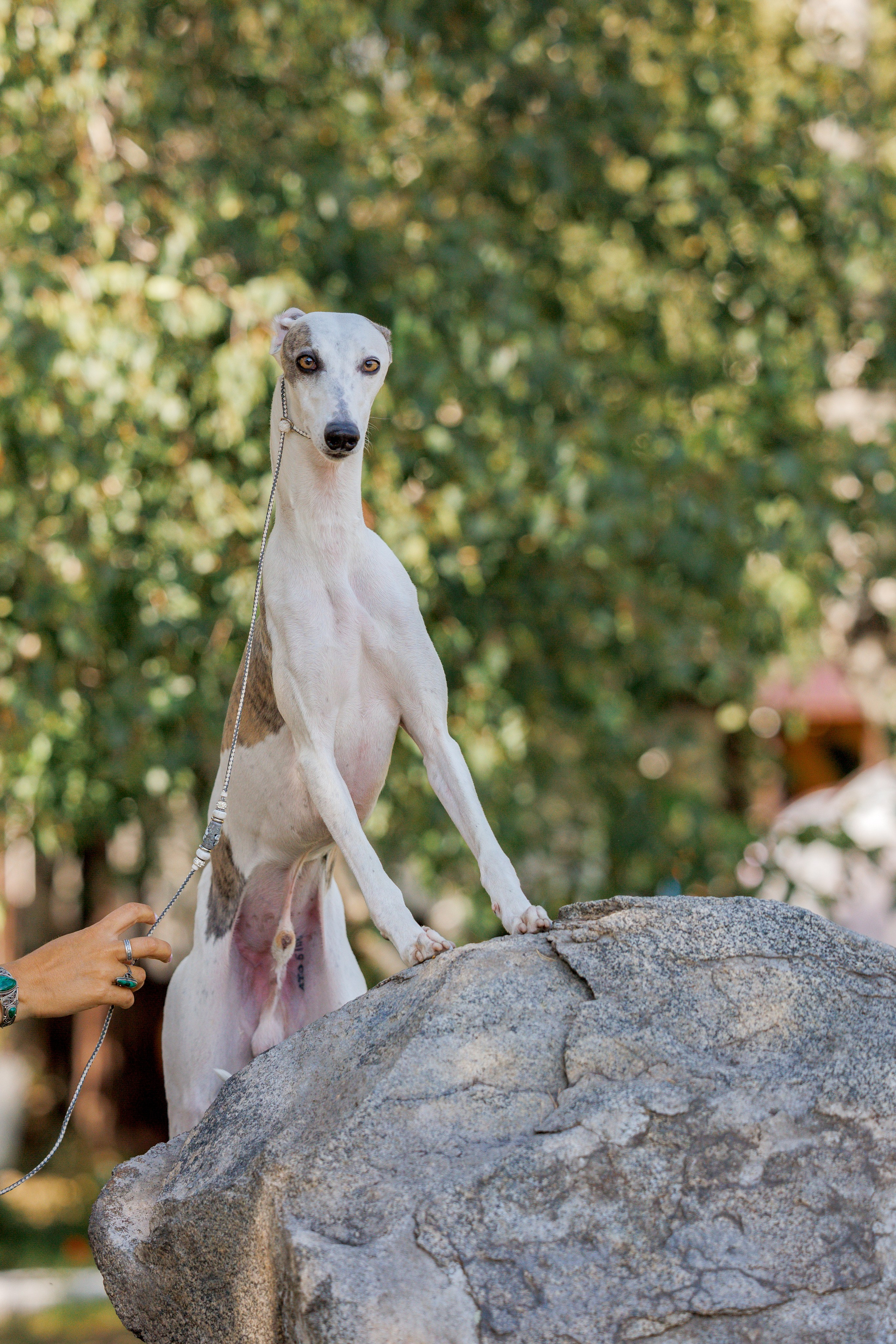 Астана 2хCACIB 17-18.08.2024. Фотограф-анималист Юлия Германика