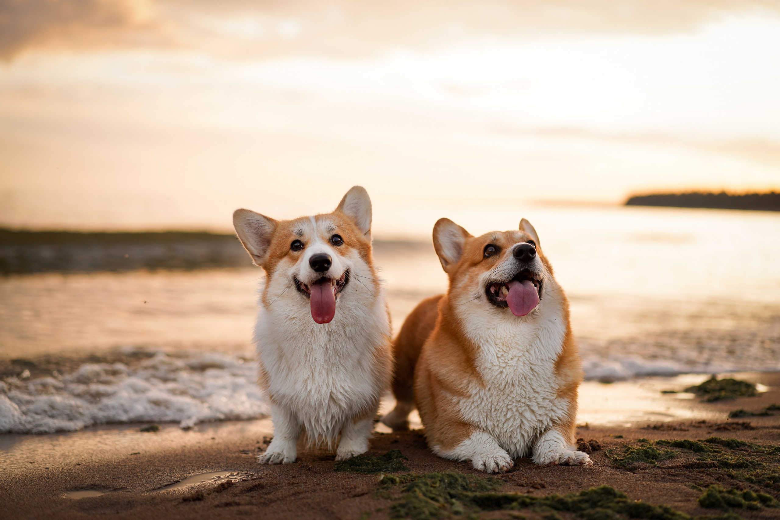 Катя Алиса и коржики. Фотограф-анималист в Санкт-Петербурге Яна Мартынова