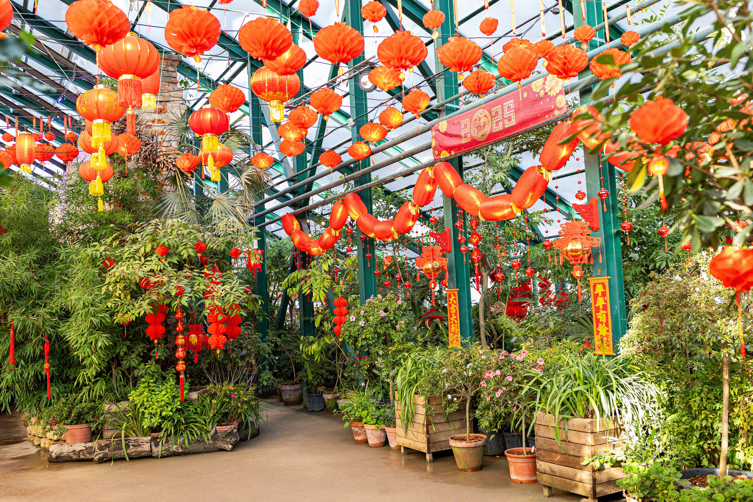 Аптекарский огород МГУ. Китай. Александра Куликова фотограф, Москва
