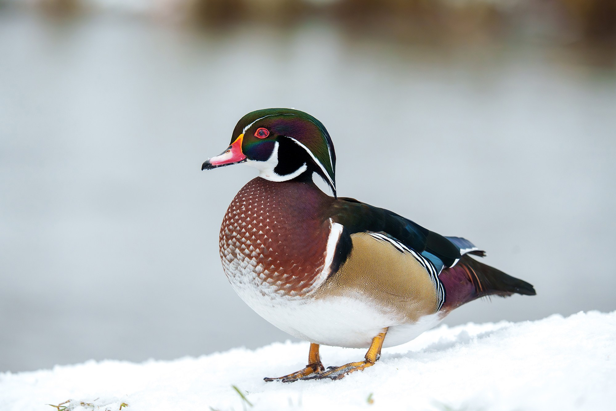 Удивительные мир птиц. Вокруг нас столько прекрасного — присмотритесь!. Ваш личный фотограф Марина Волкова