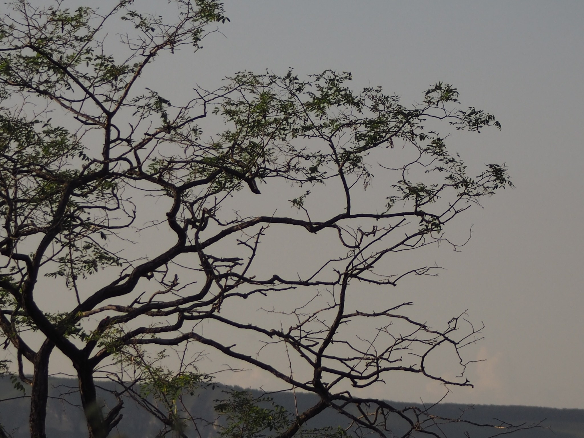 Флора и фауна. Смотри, красота!