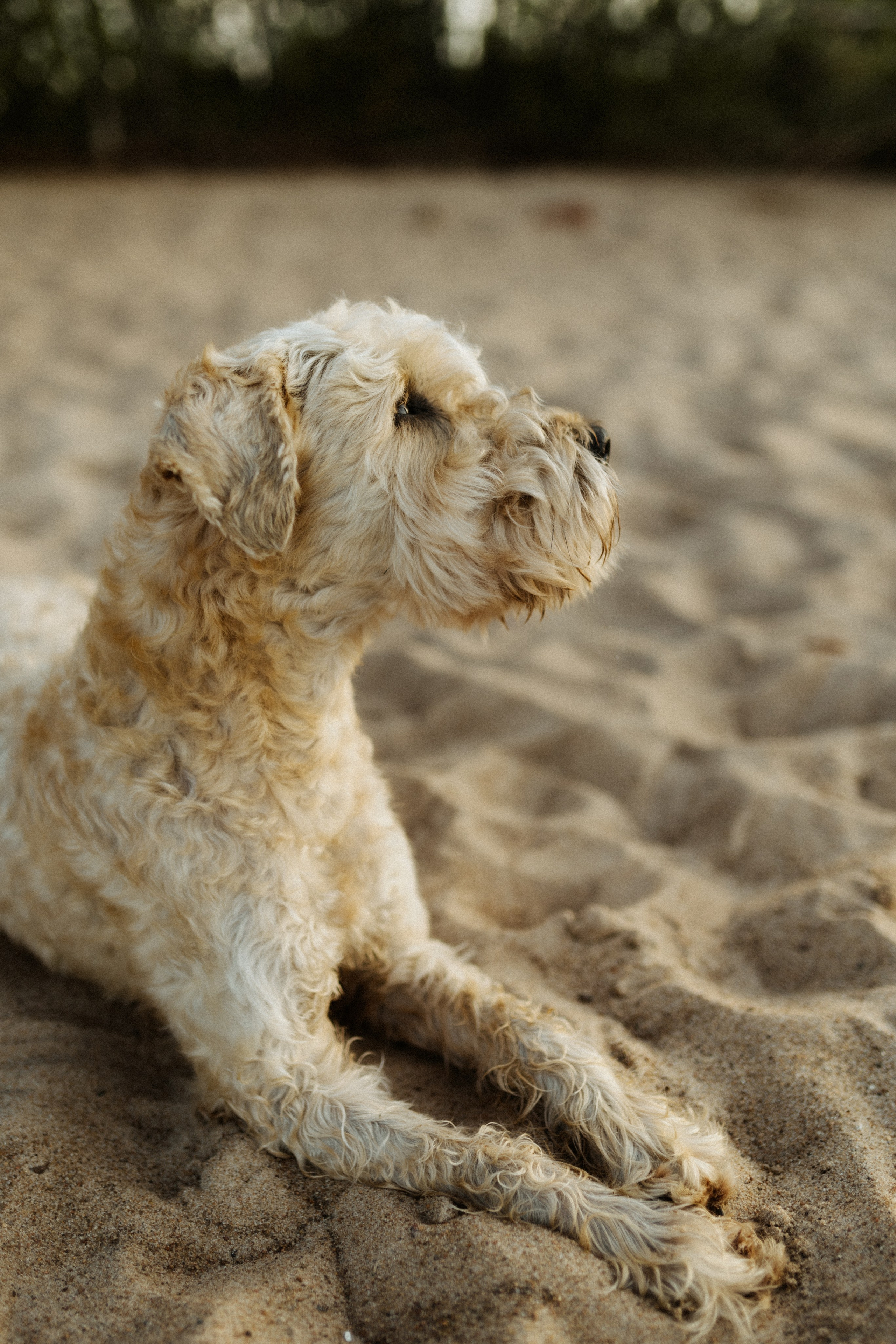 Аня, Влад и Джек. Фотограф в Санкт-Петербурге