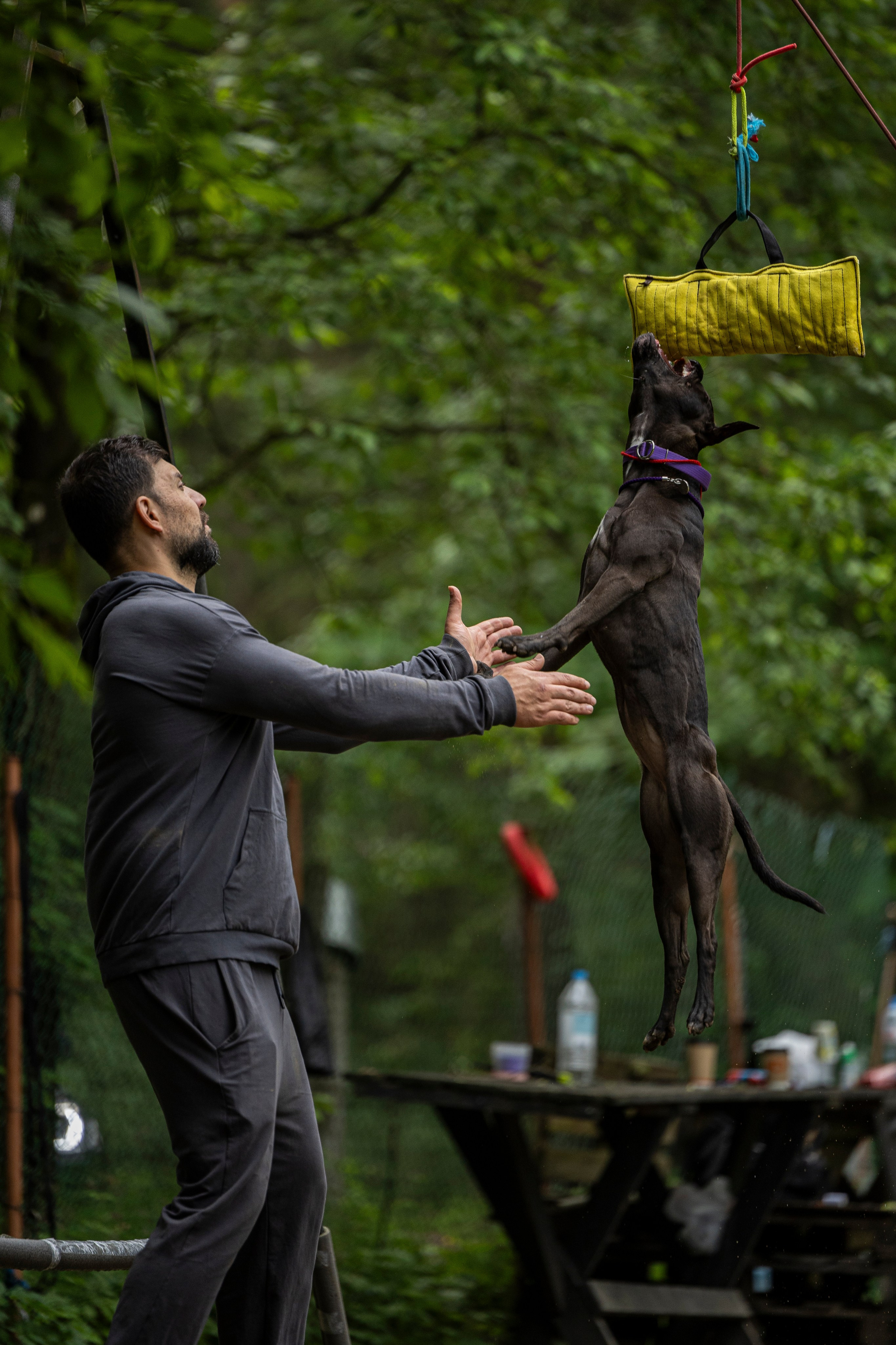 Пит-стафф многоборье. Фотограф-анималист Анна Маринич
