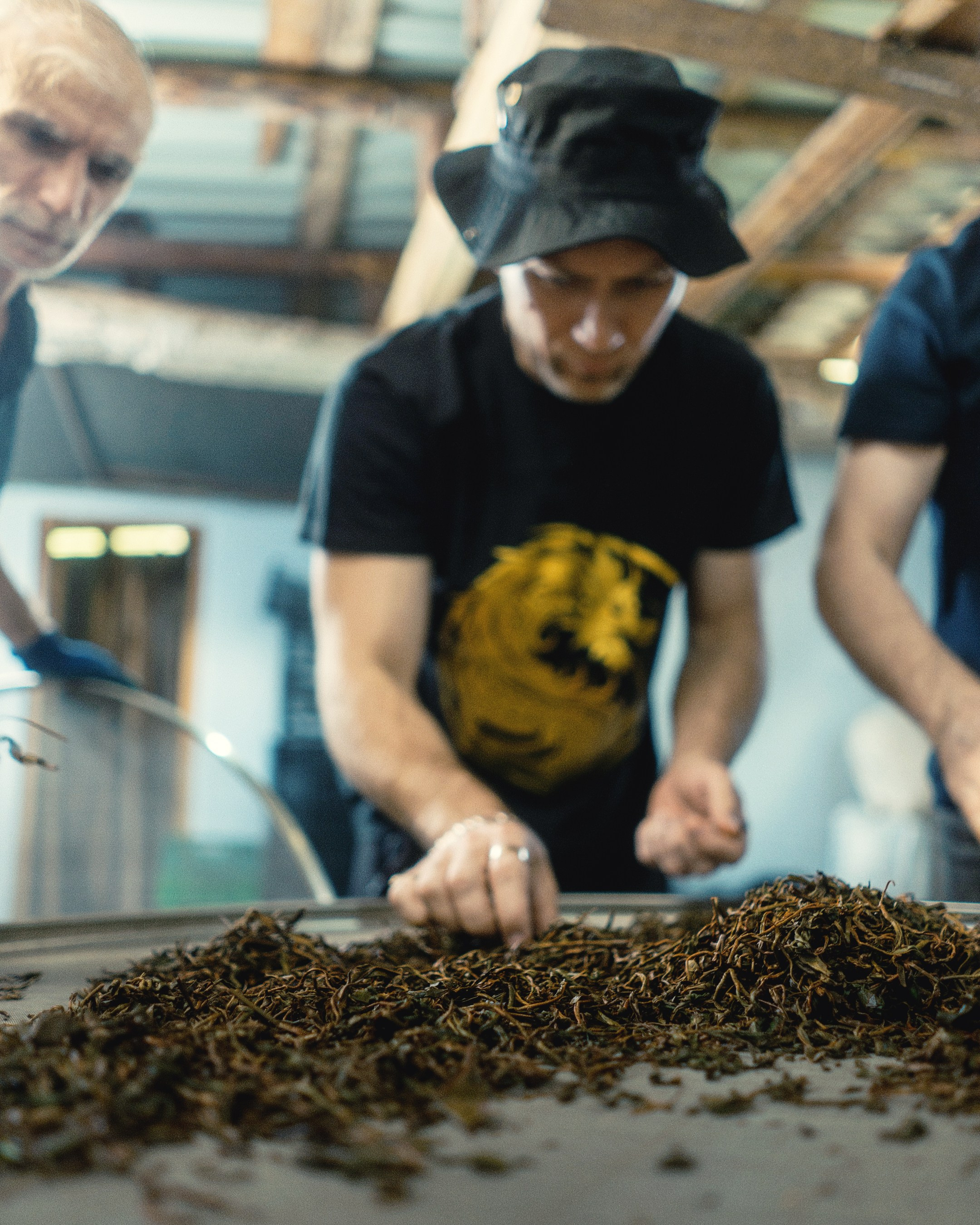 Tea production Moychay, Guria. Андрей Фадеев фото видео Тбилиси
