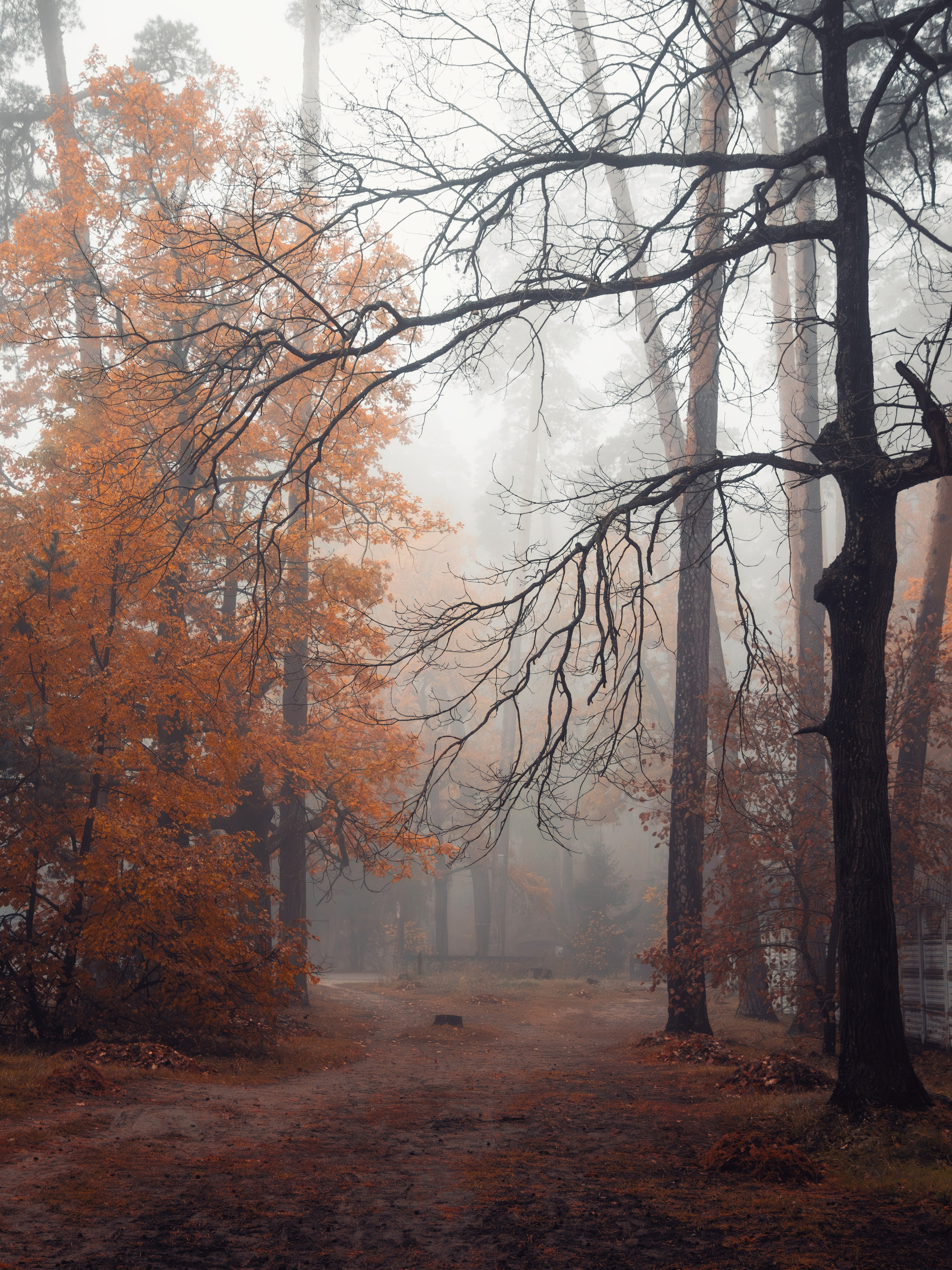 Октябрьский туман. С любовью, фотохудожник