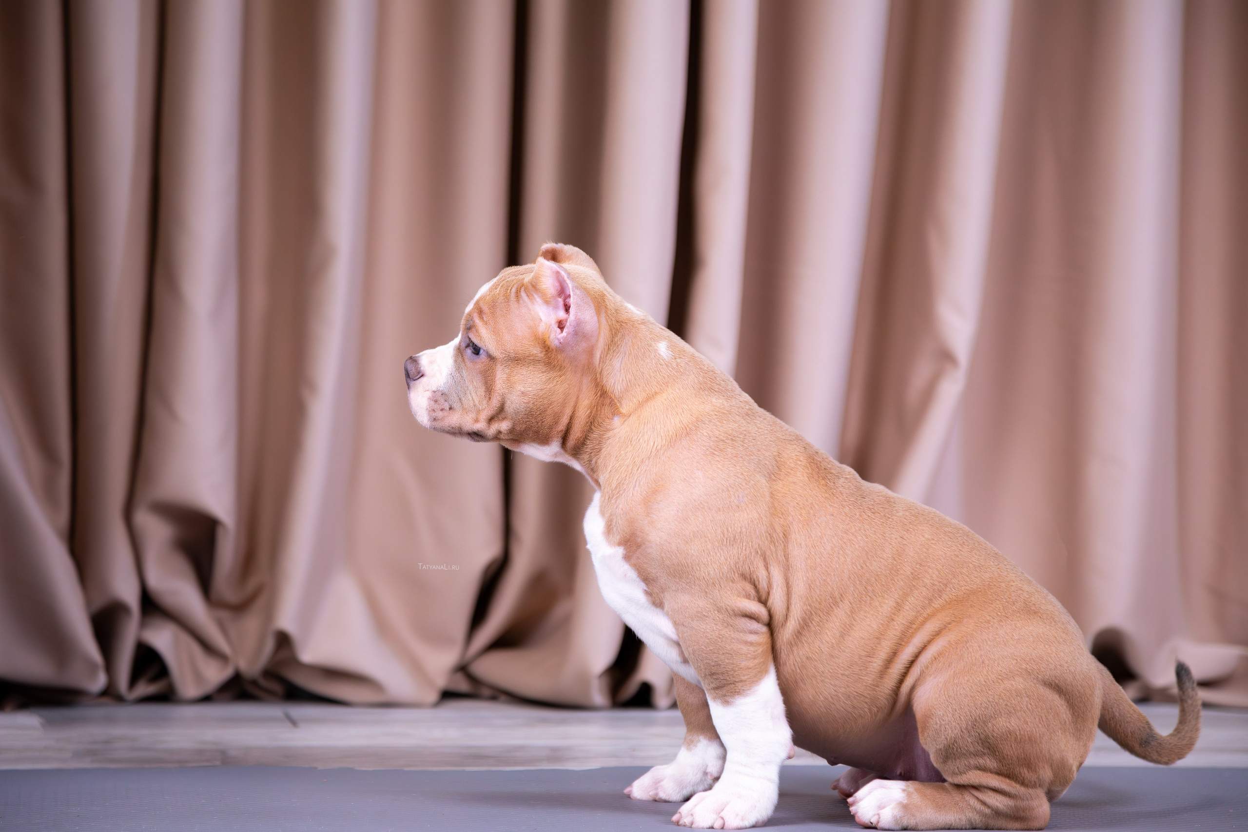 Американский булли. Фотограф — анималист Татьяна Ли