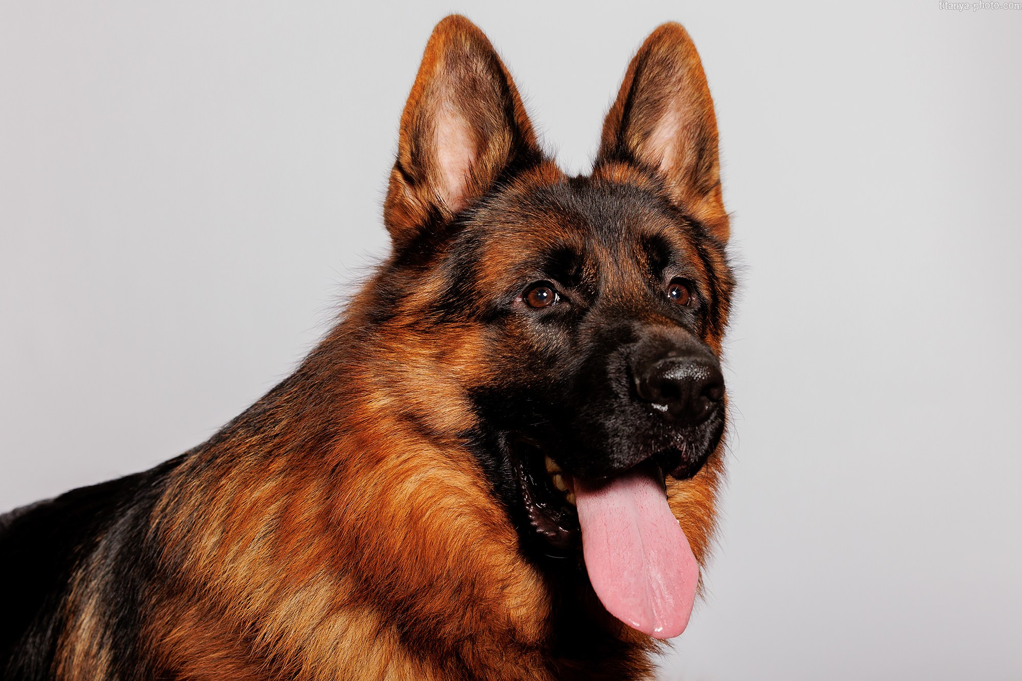 Oskar di Casa Beggiato, студийная фотосессия. Фотограф собак, фотограф-анималист Аня Титова (Titanya). Москва