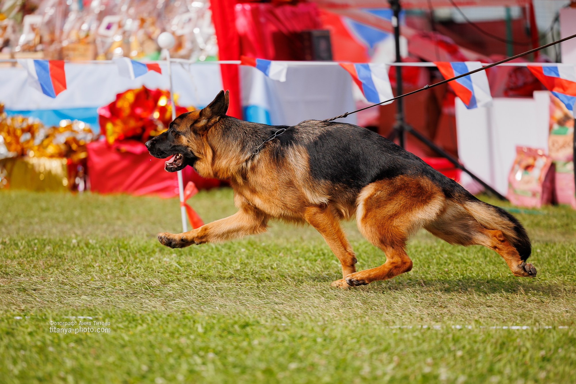 Немецкие овчарки: фото из рингов и вне ринга, мутпроба (фотографии с выставок). Фотограф собак, фотограф-анималист Аня Титова (Titanya). Москва