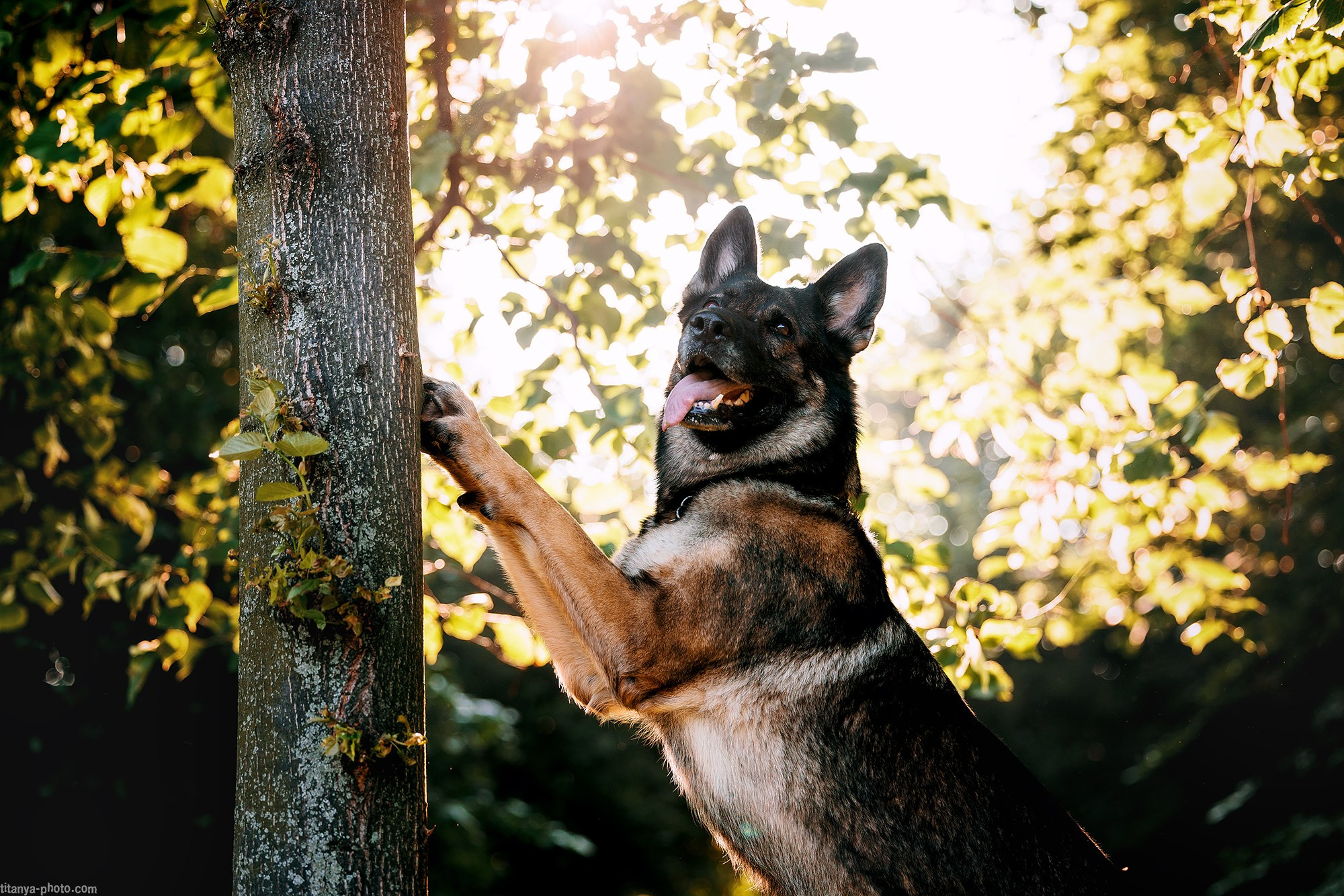 Маша и Харпи. Фотограф собак, фотограф-анималист Аня Титова (Titanya). Москва