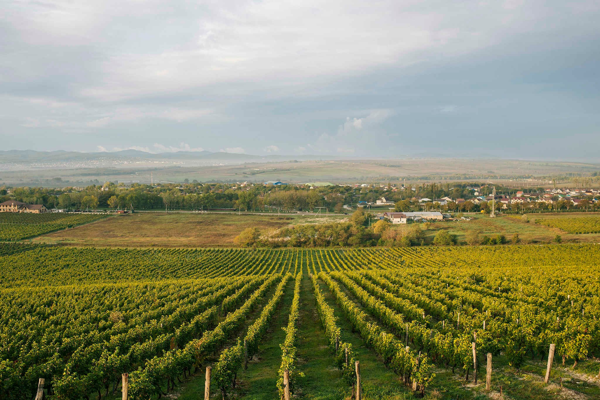Винодельни Краснодарского края. Фотограф Михаил Мордасов, Сочи. Мероприятия, портреты, спорт, репортаж