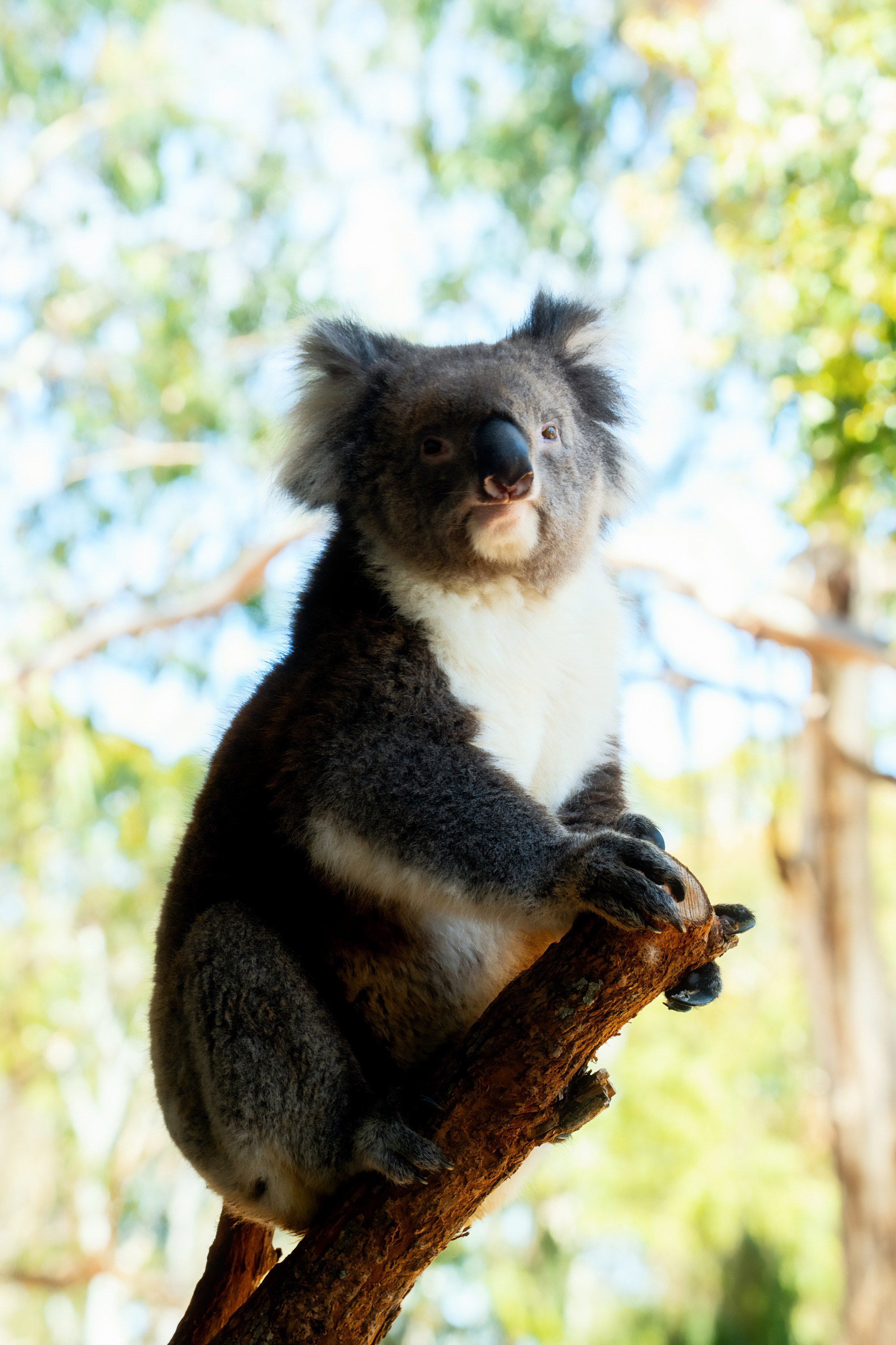 Австралия. Фотограф в Хабаровске. Фотография за 24 часа