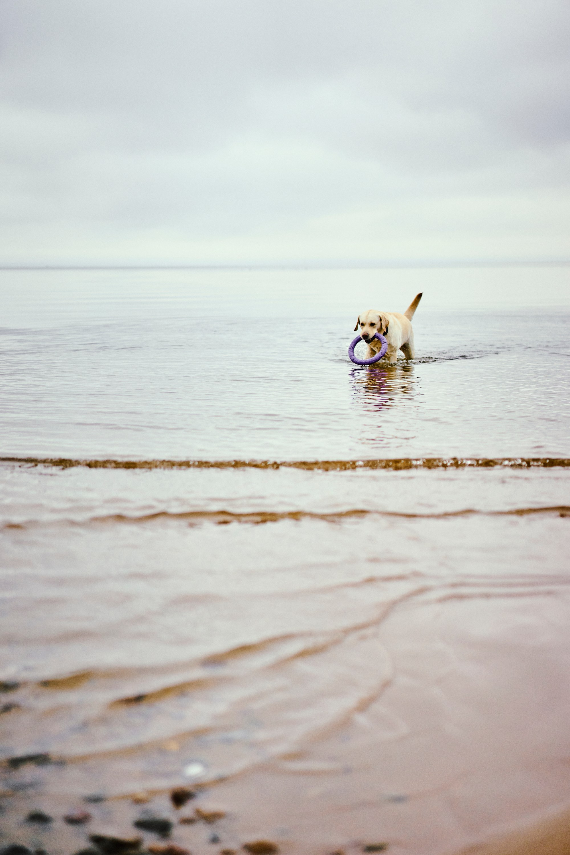 Bell and Black. Vutitsa