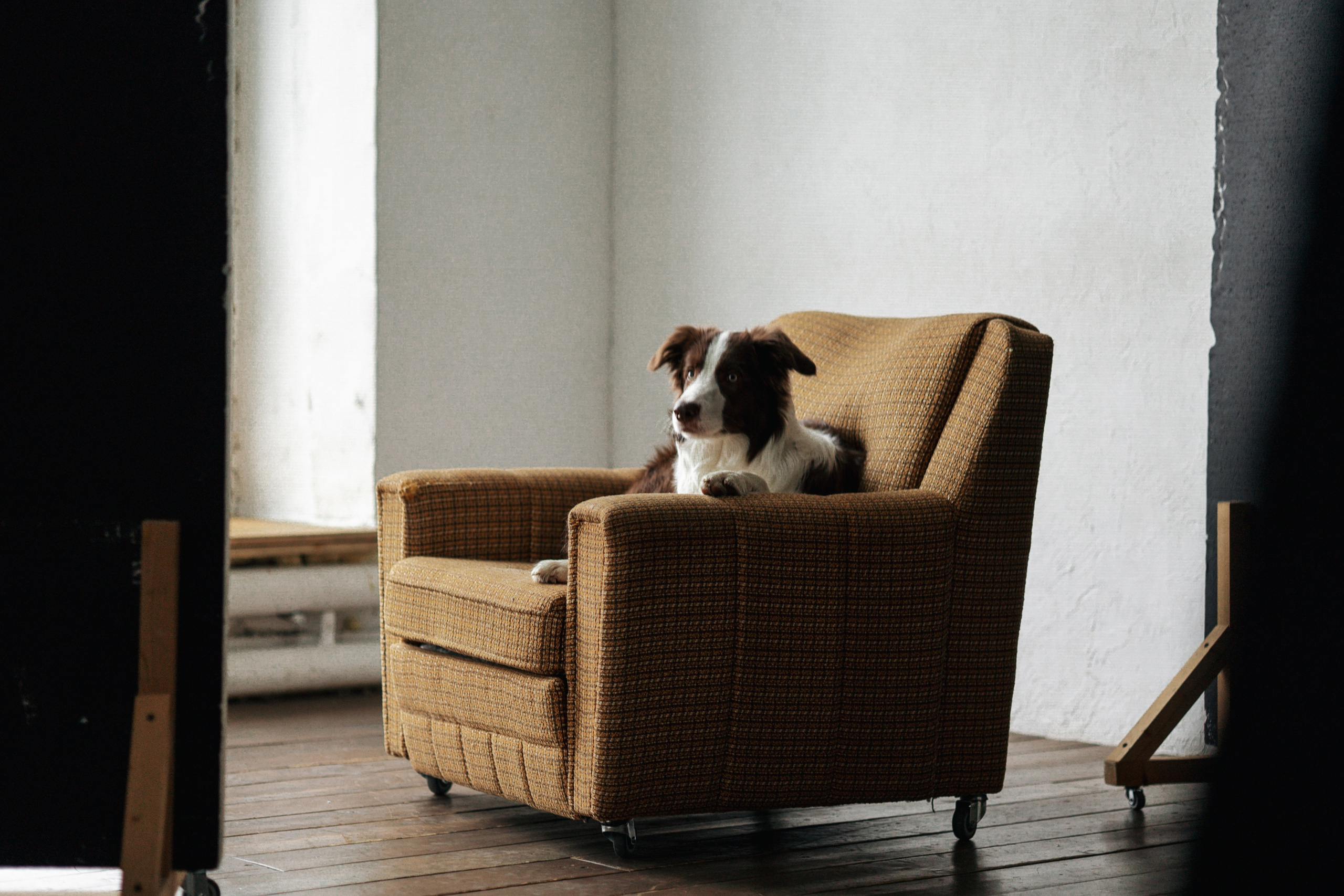 Настя и Симба. Фотограф — Анималист | Санкт-Петербург