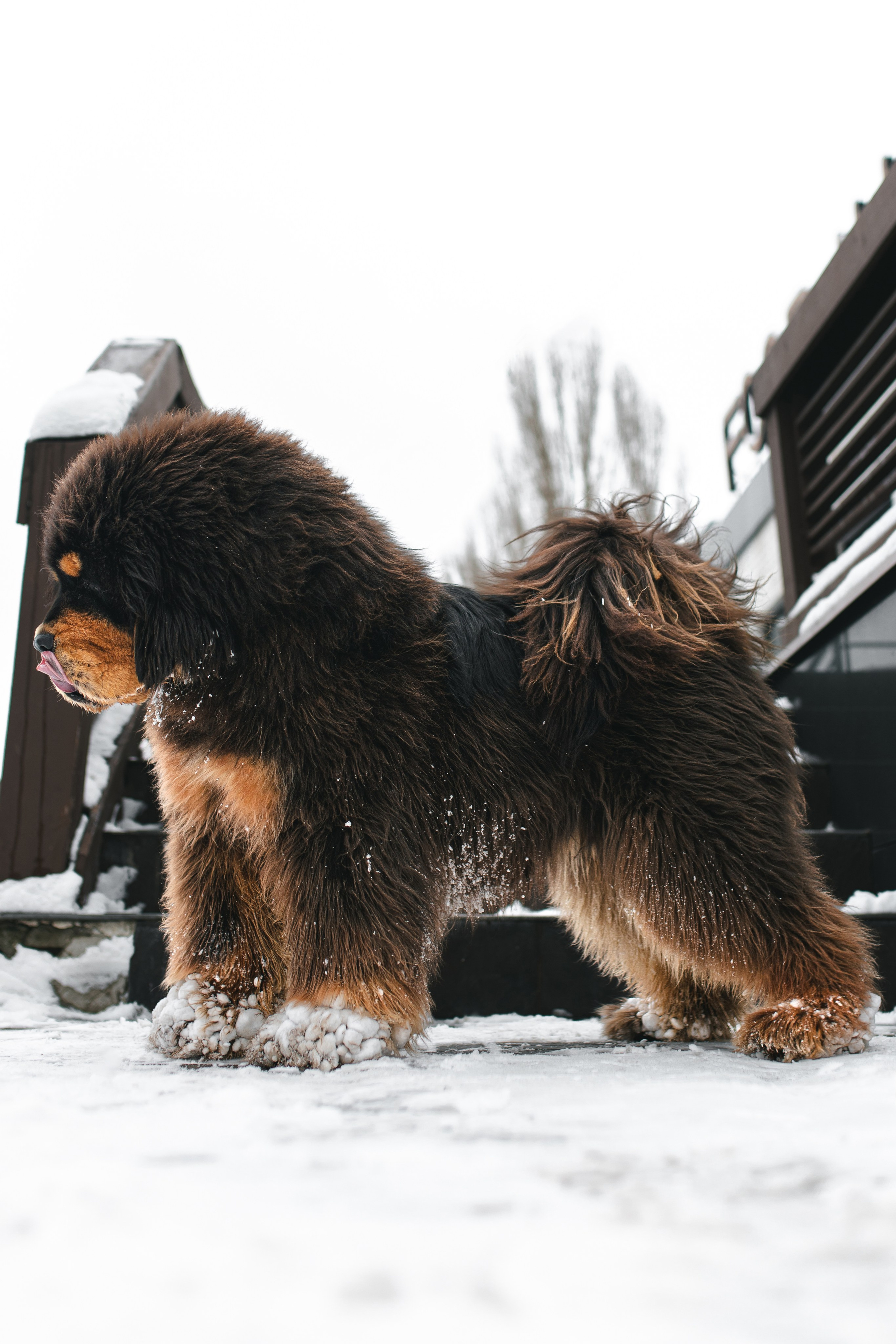 ZHU NI HAO YUN CHENGGONG DOG: медведица в снегу. Портретный и репортажный фотограф в Воронеже: Анастасия Пузикова