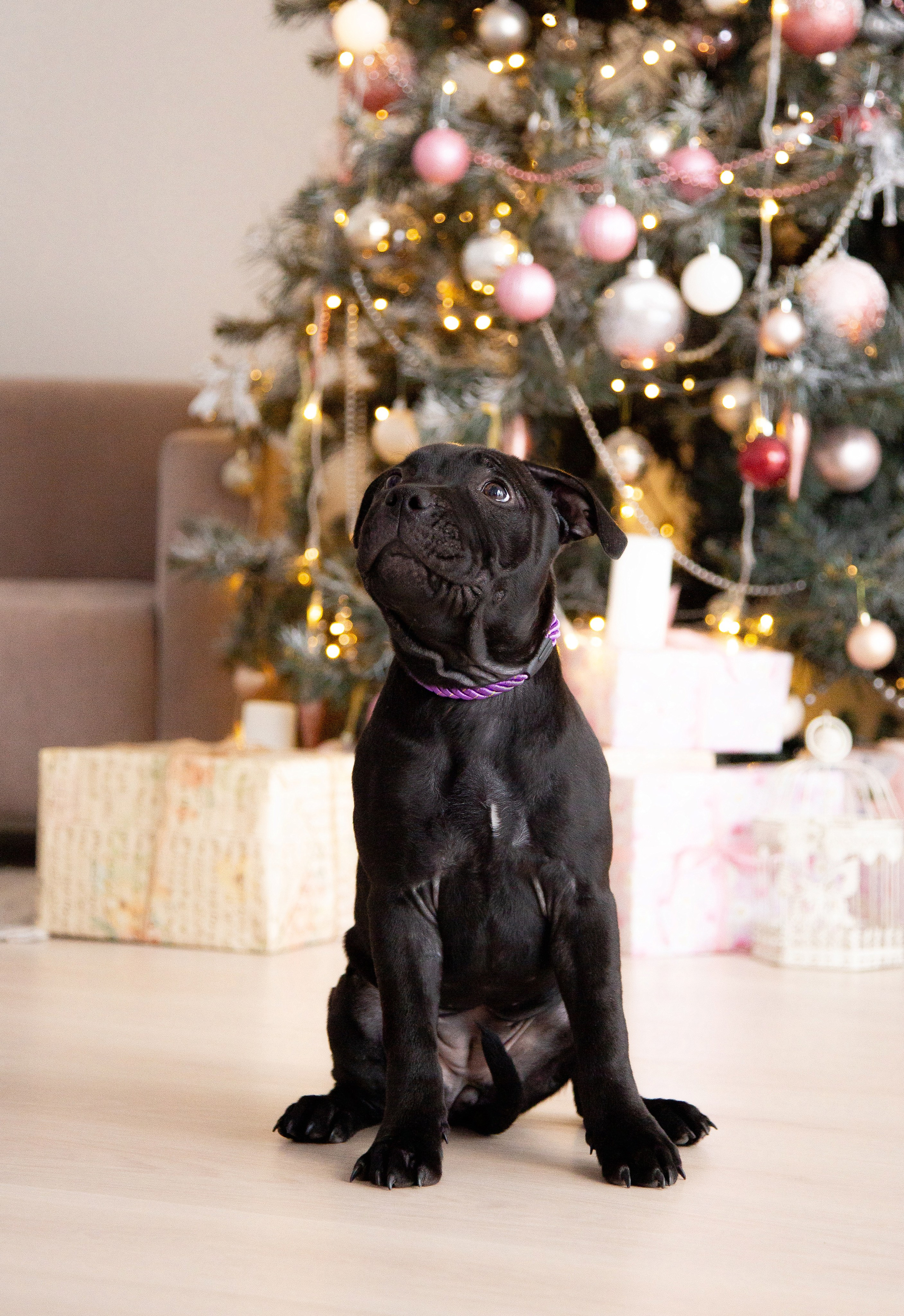 Новогодние малыши. Фотограф Анималист в Перми Анастасия Остерман