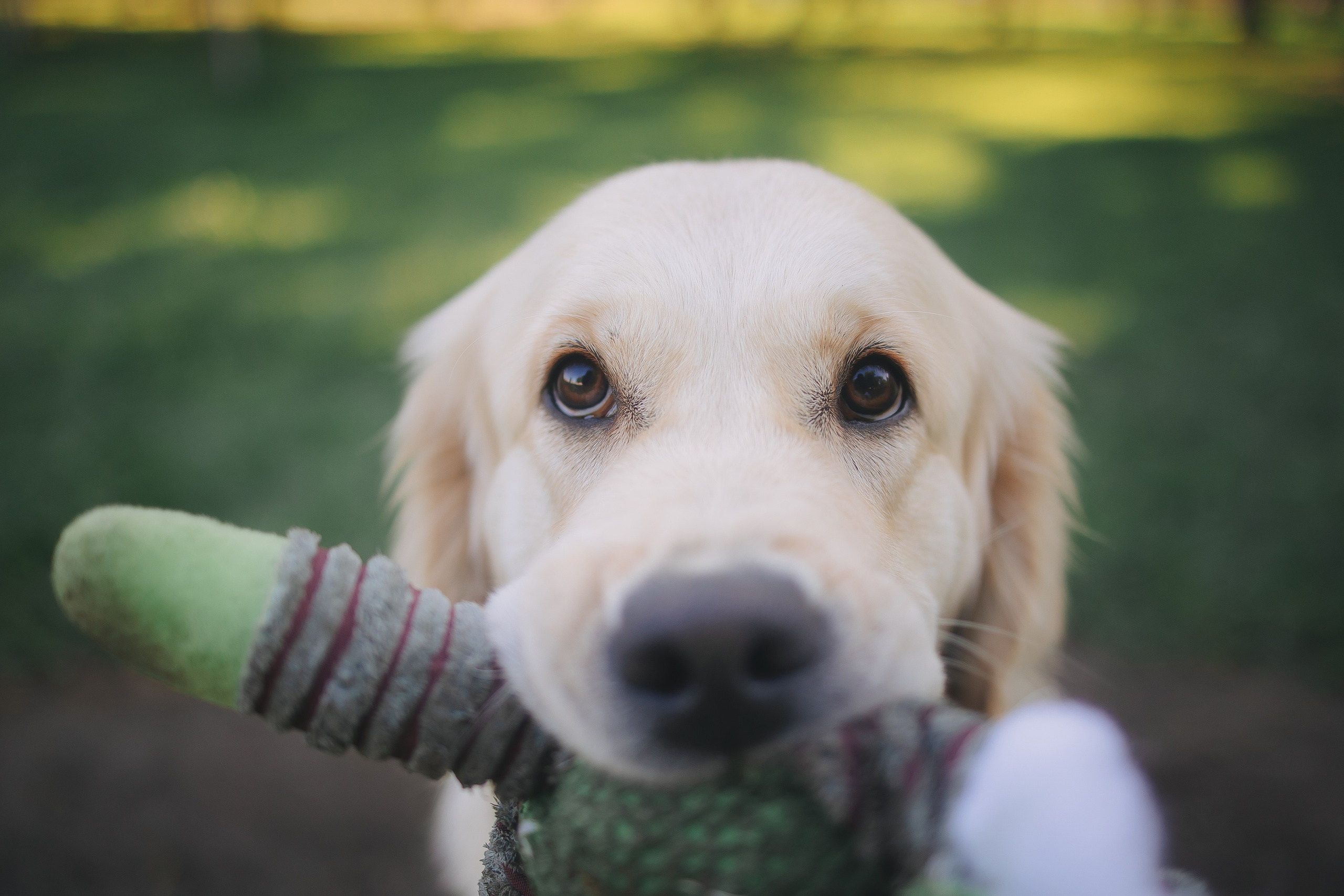 Золотистый ретривер Мона, Питер. Свадебный и женский фотограф
