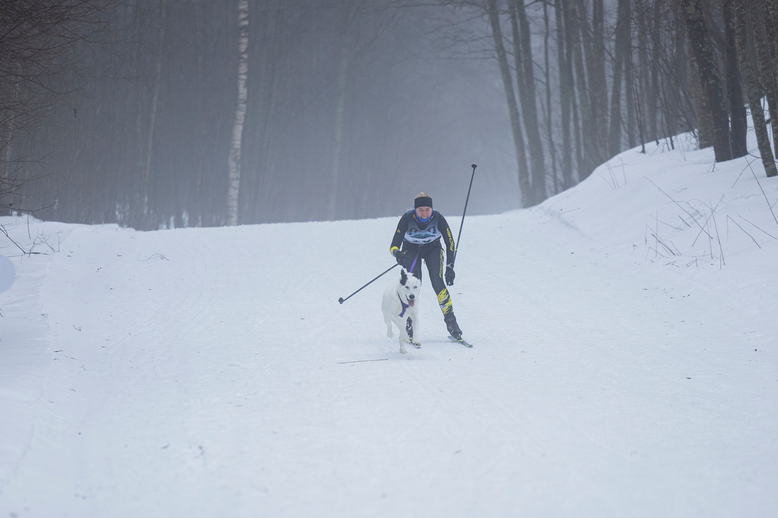 Зимний Чемпионат Санкт-Петербурга по ездовому спорту. Фотограф-анималист Анна Маринич