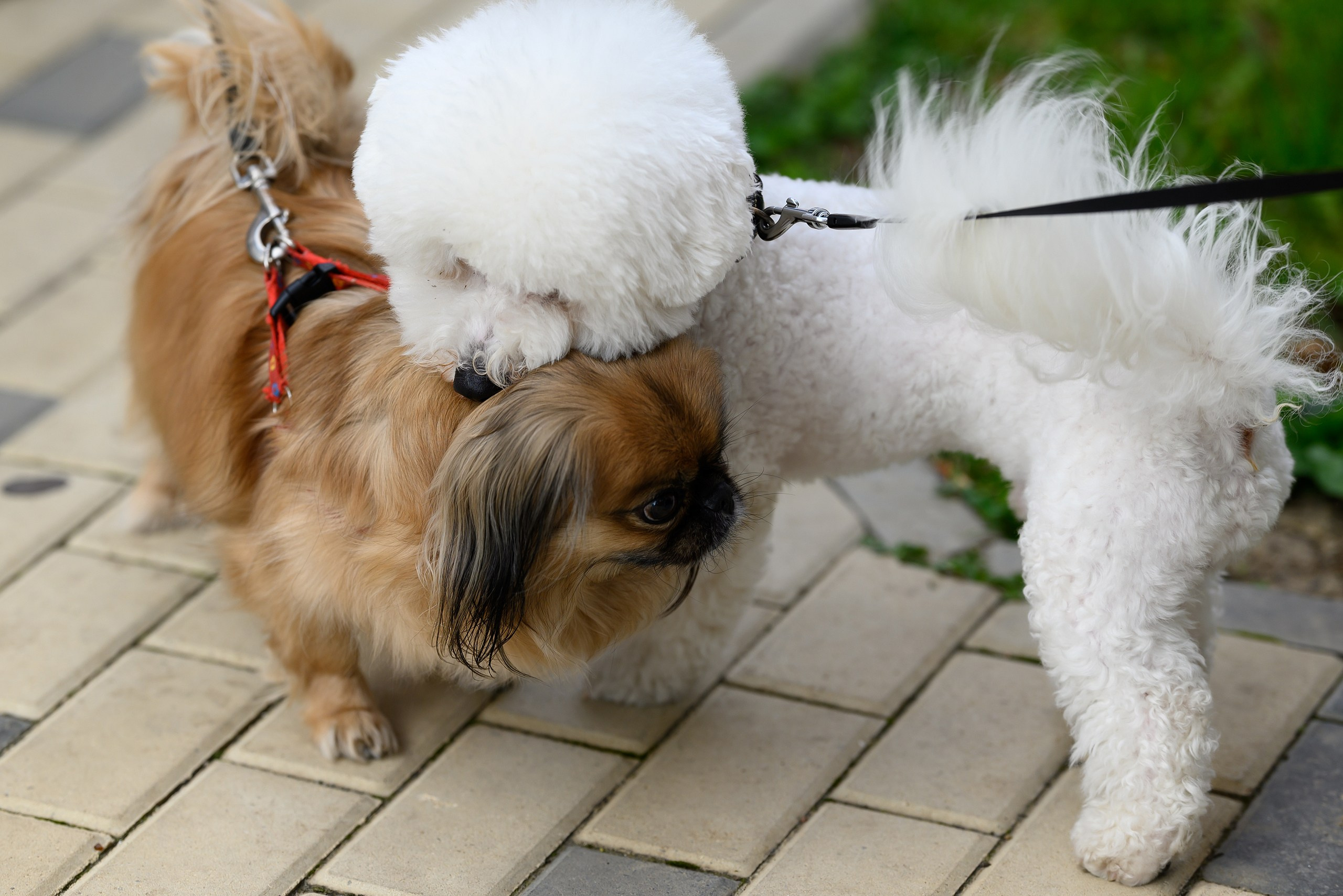 Репортажная съемка мероприятий в Краснодаре. Свадебный и семейный фотограф в Краснодаре Владимир Курашев