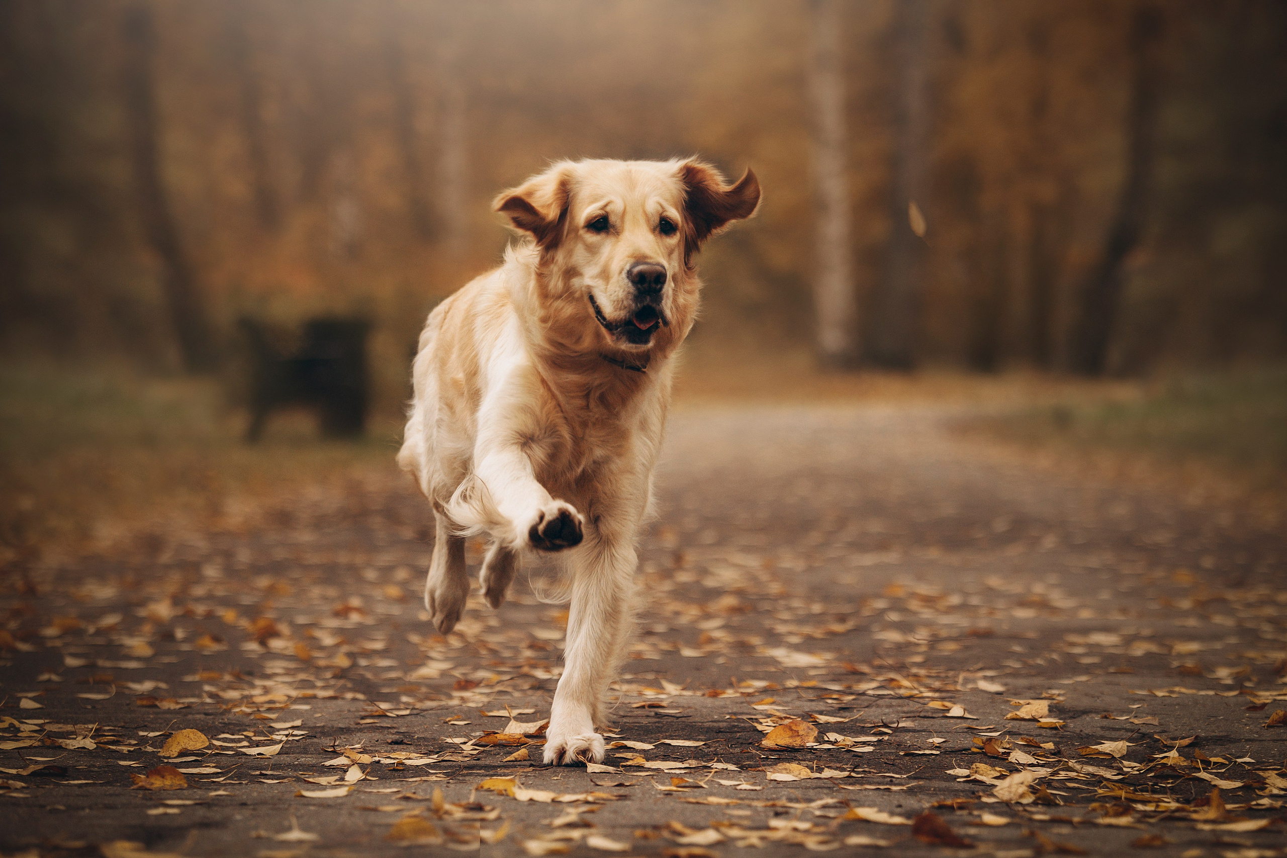 Марина и Чили. Фотограф — Анималист | Санкт-Петербург