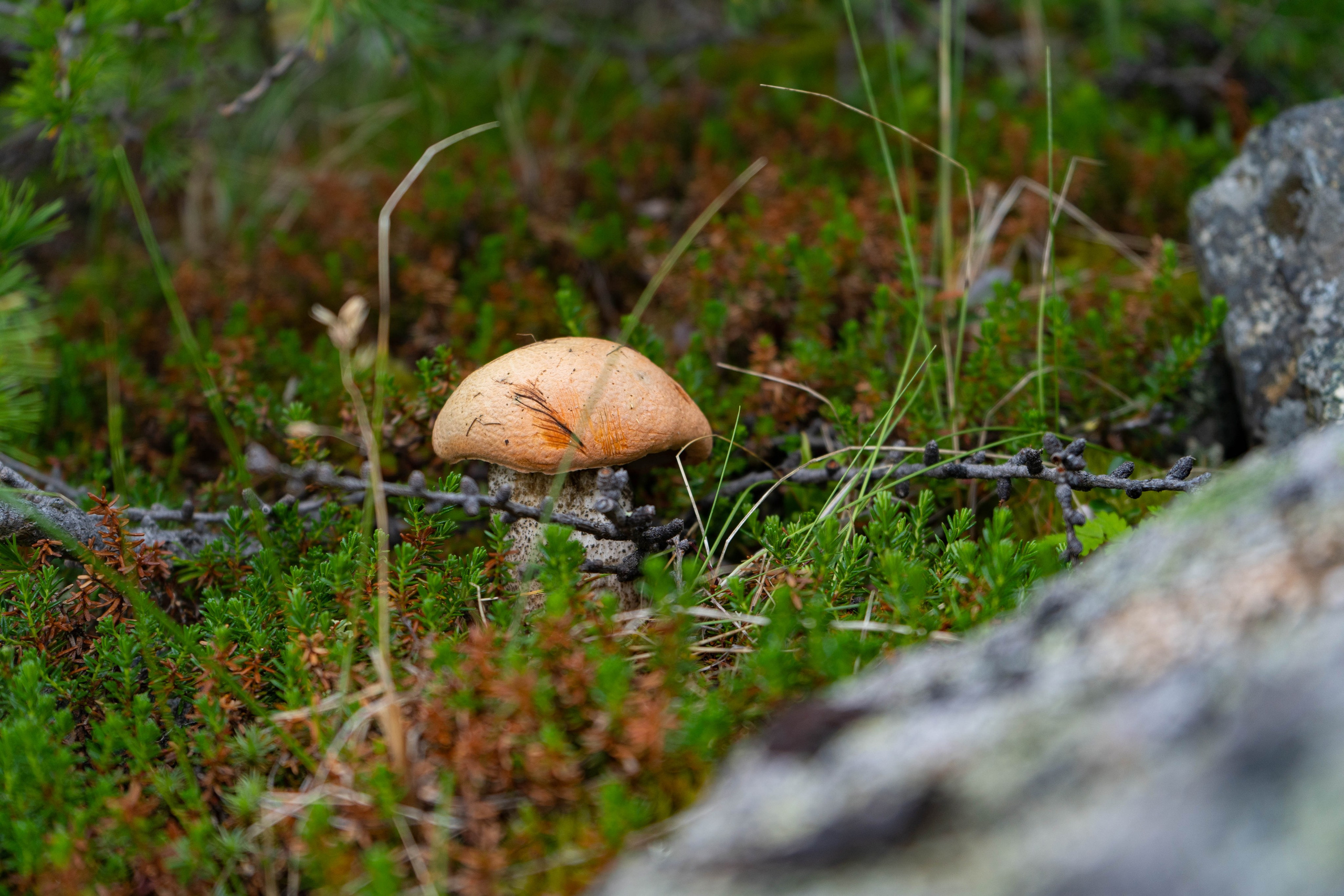 Лето в тундре. Фотограф Екатерина Зорина