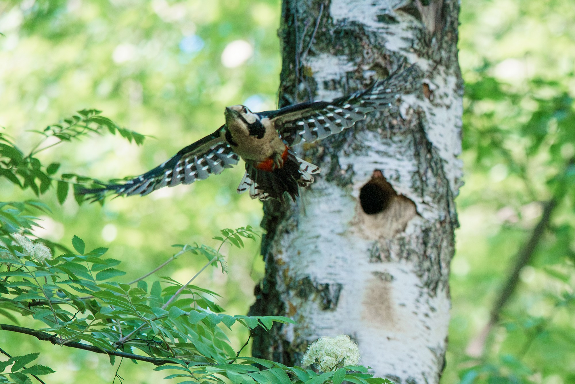 Удивительные мир птиц. Вокруг нас столько прекрасного — присмотритесь!. Ваш личный фотограф Марина Волкова
